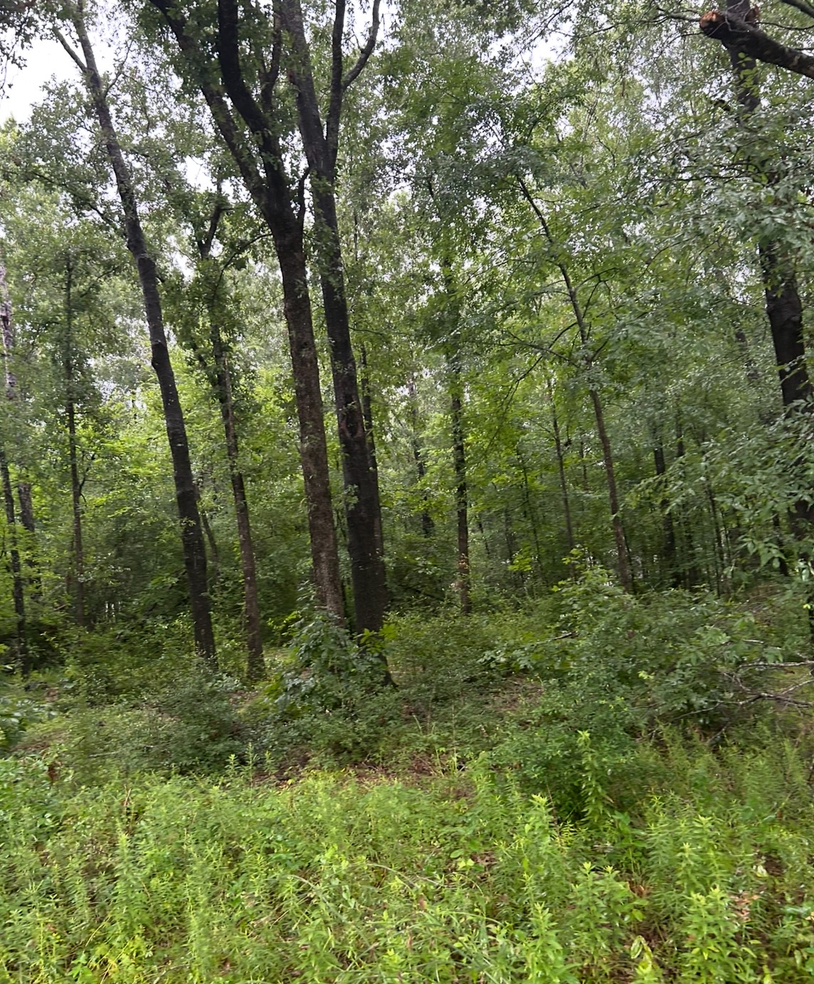 Tbd Moonbeam Dr Property Photo 6