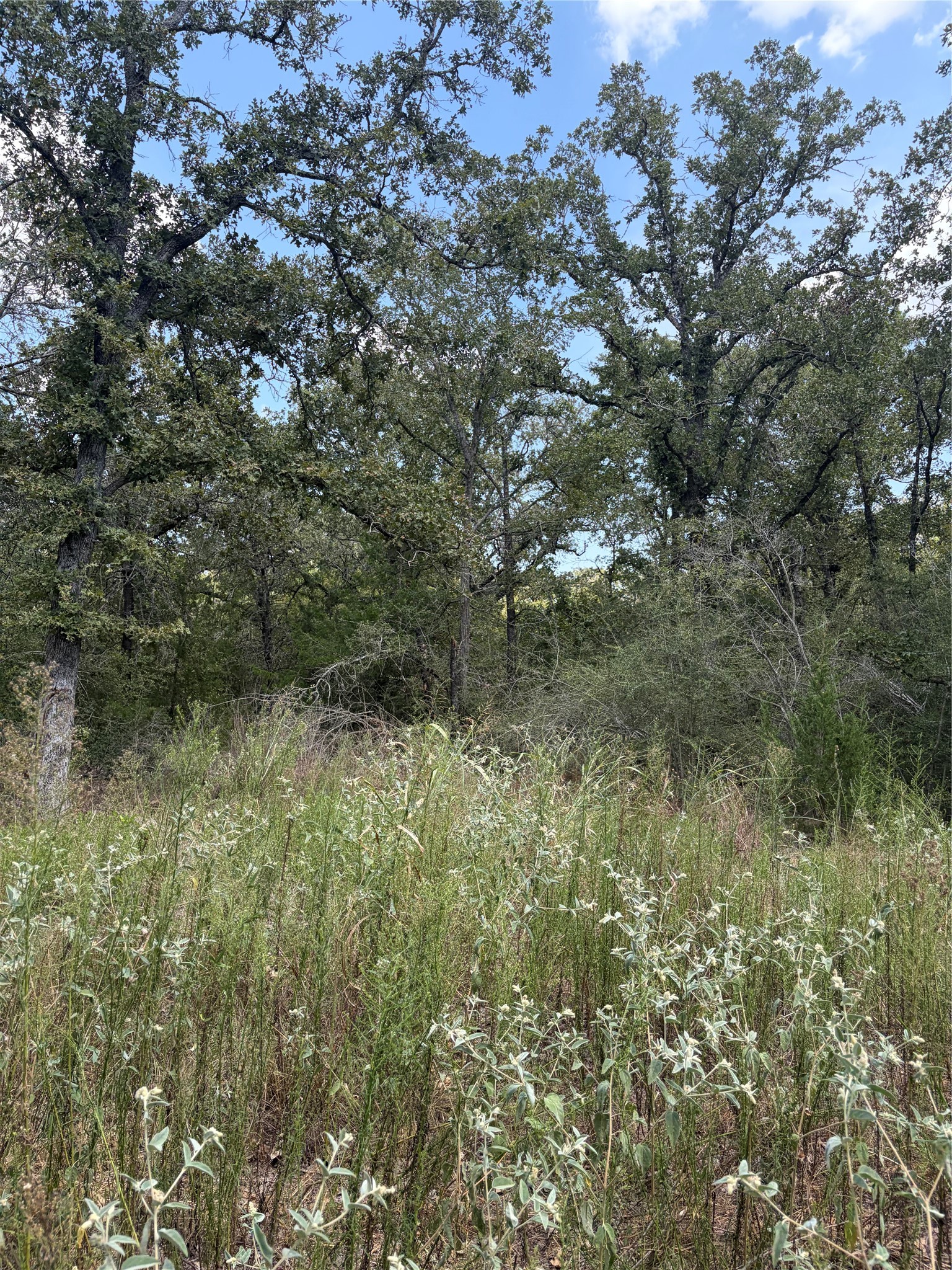 727 Hollow Bend Property Photo 5