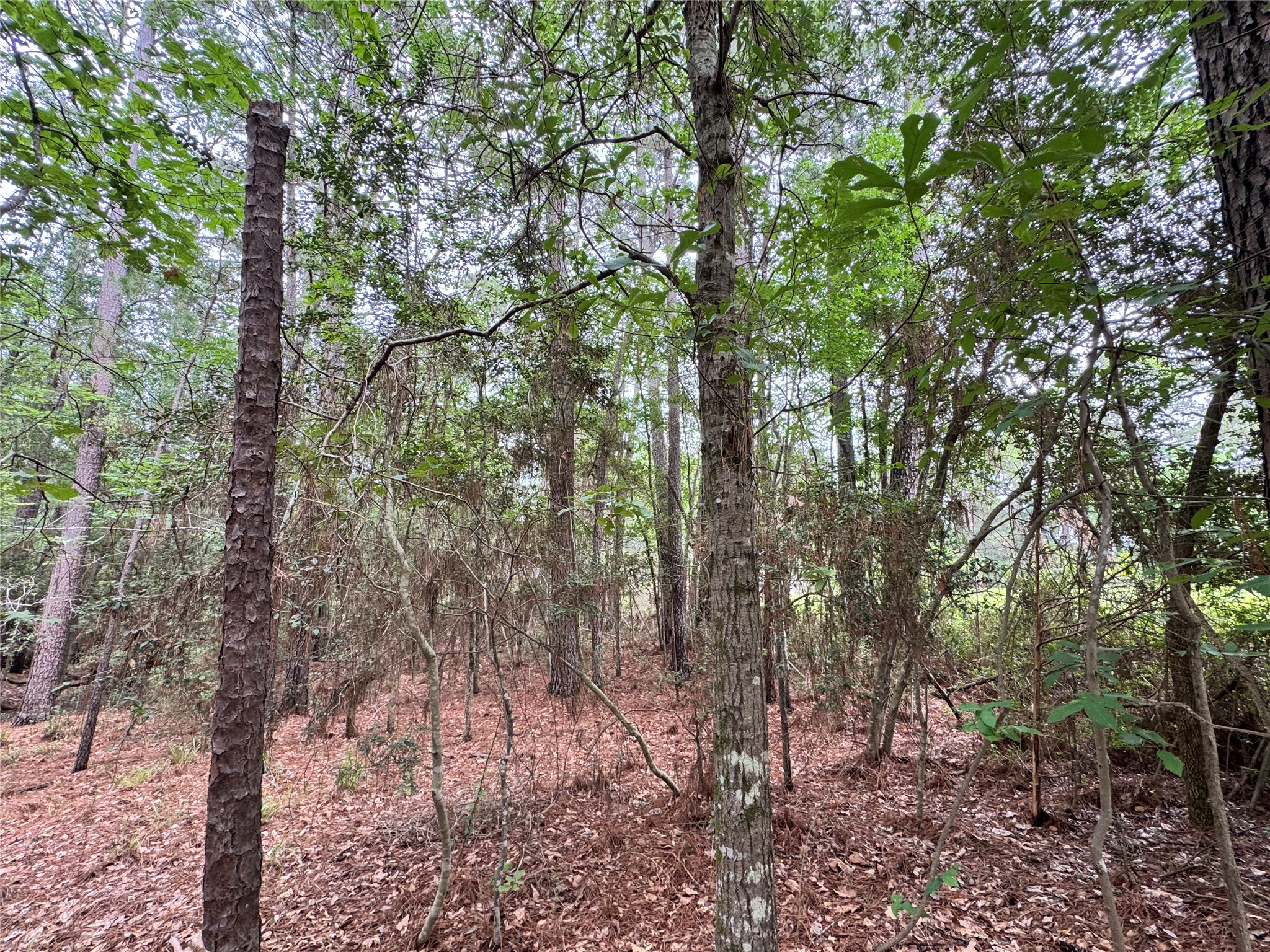 78 Rolling Springs Property Photo 6