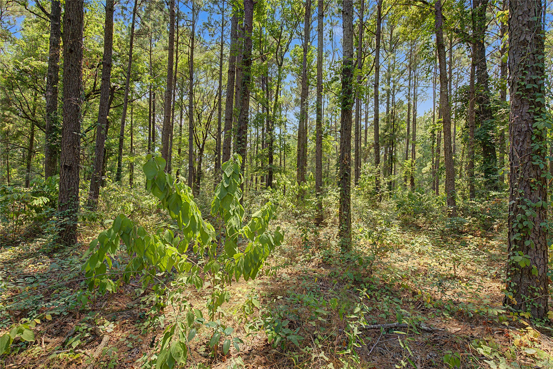 293 Robinson Creek Road A Property Photo 26