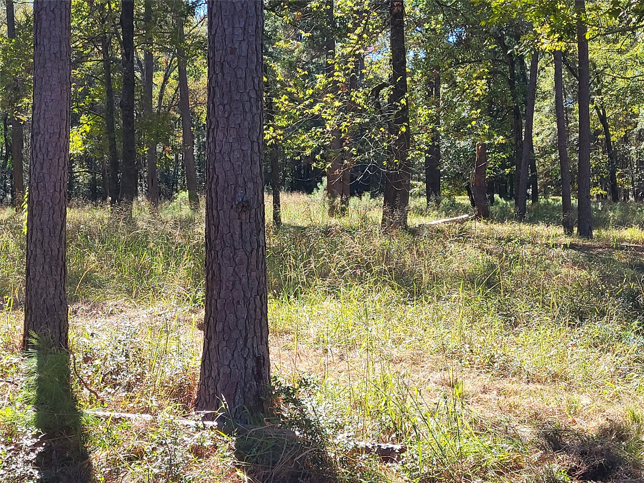 500 S Pine Lake Road Property Photo 12