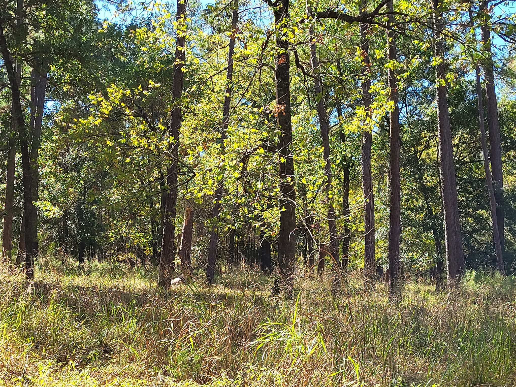 500 S Pine Lake Road Property Photo 16