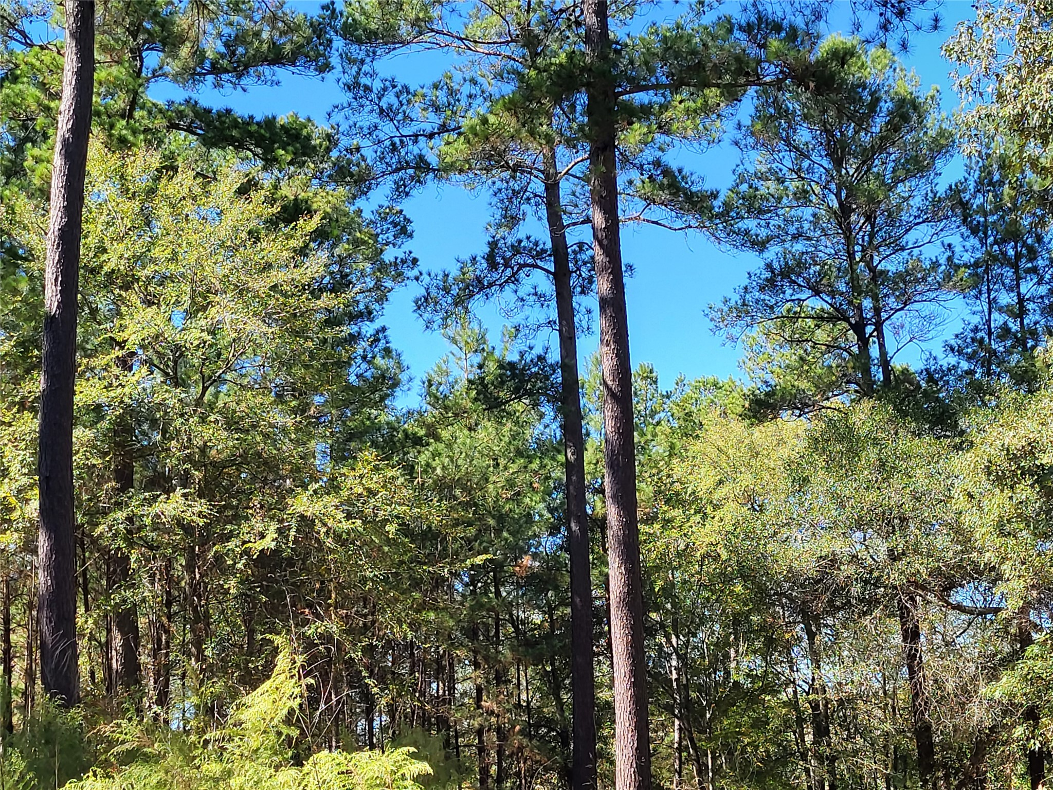 500 S Pine Lake Road Property Photo 18