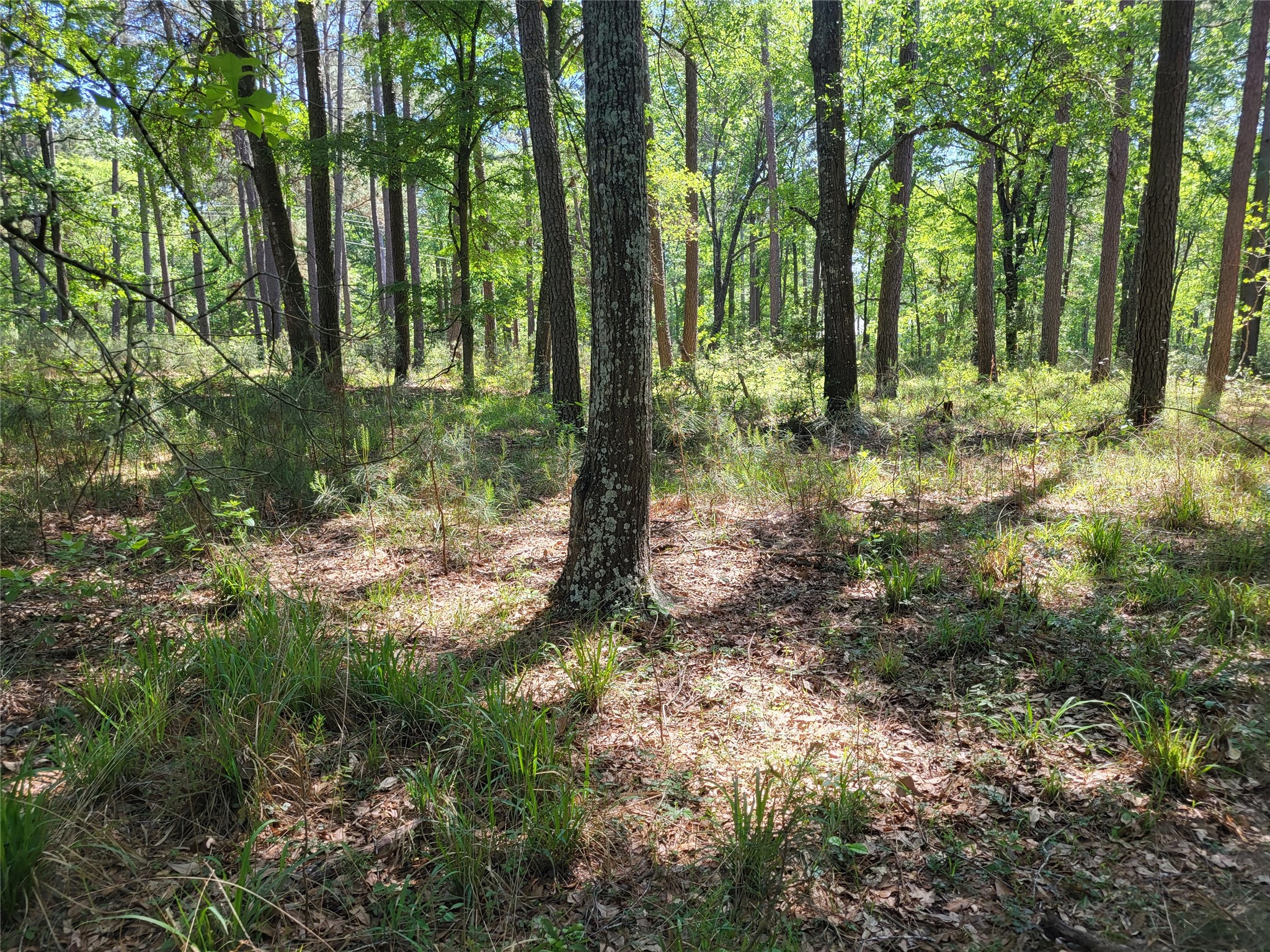 500 S Pine Lake Road Property Photo 33