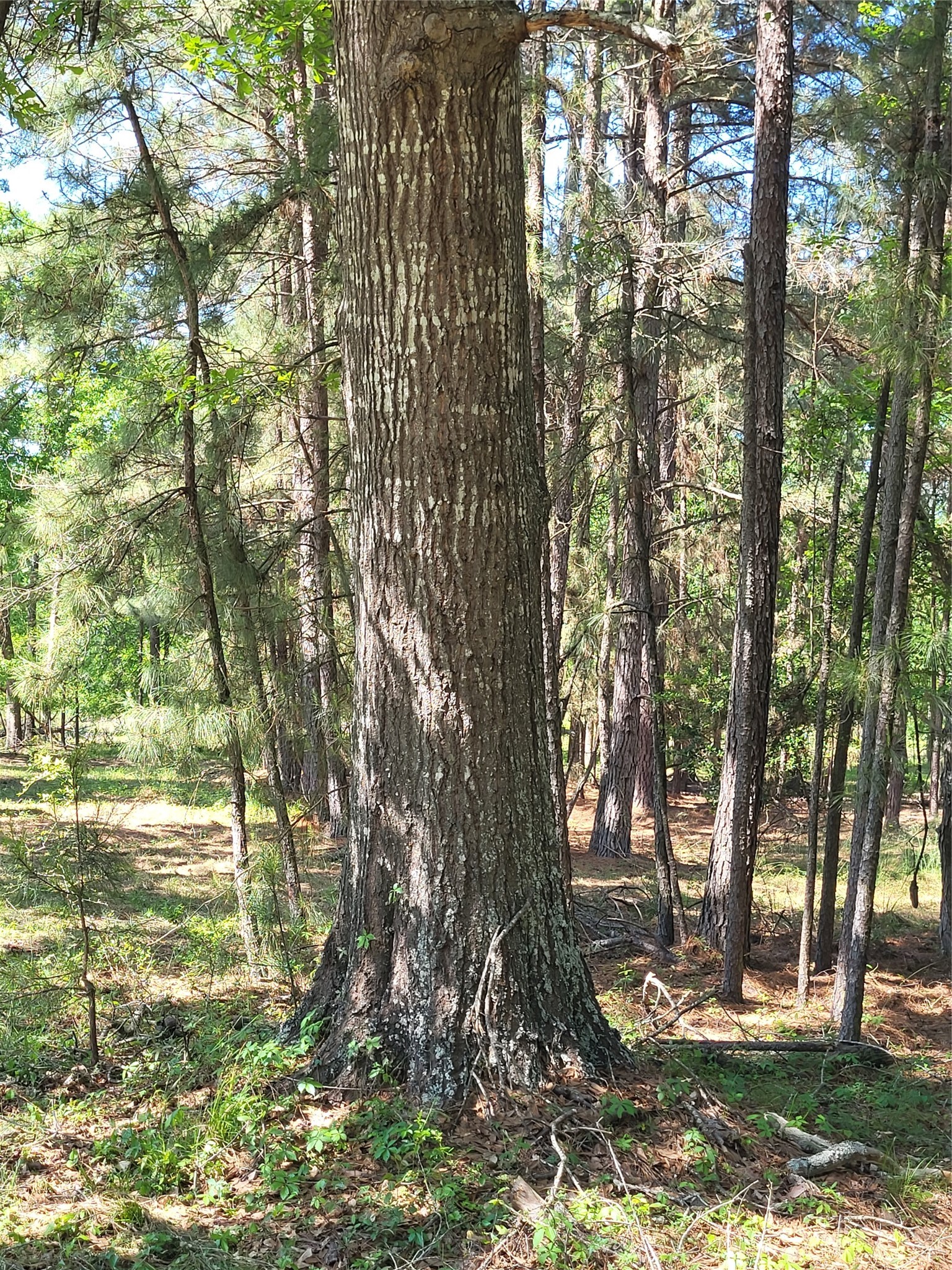 500 S Pine Lake Road Property Photo 37