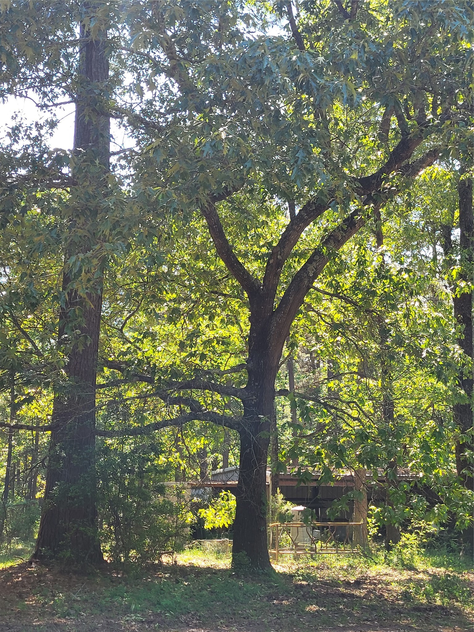 500 S Pine Lake Road Property Photo 38