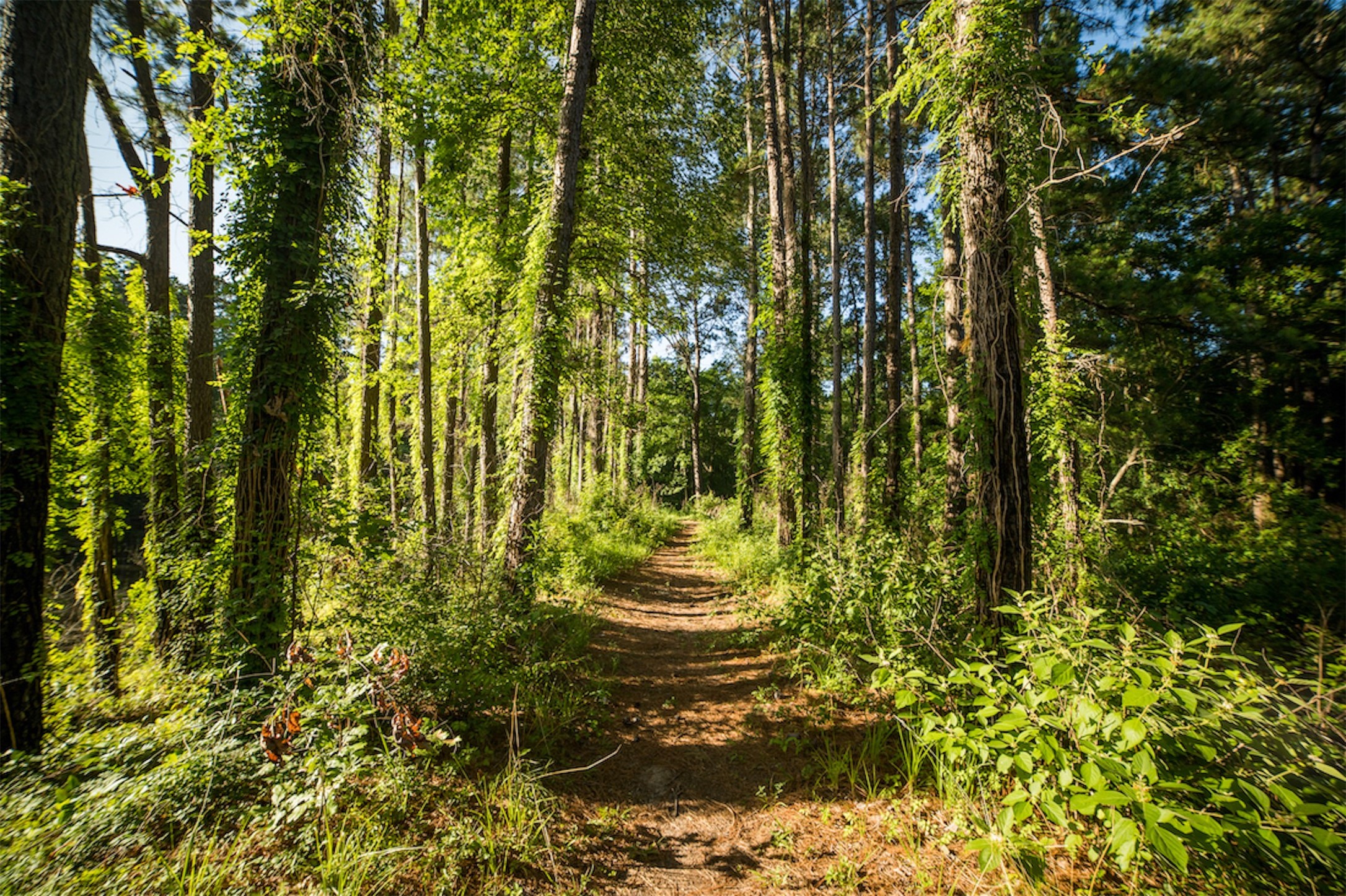 2-11-15 Remington Road Property Photo 15