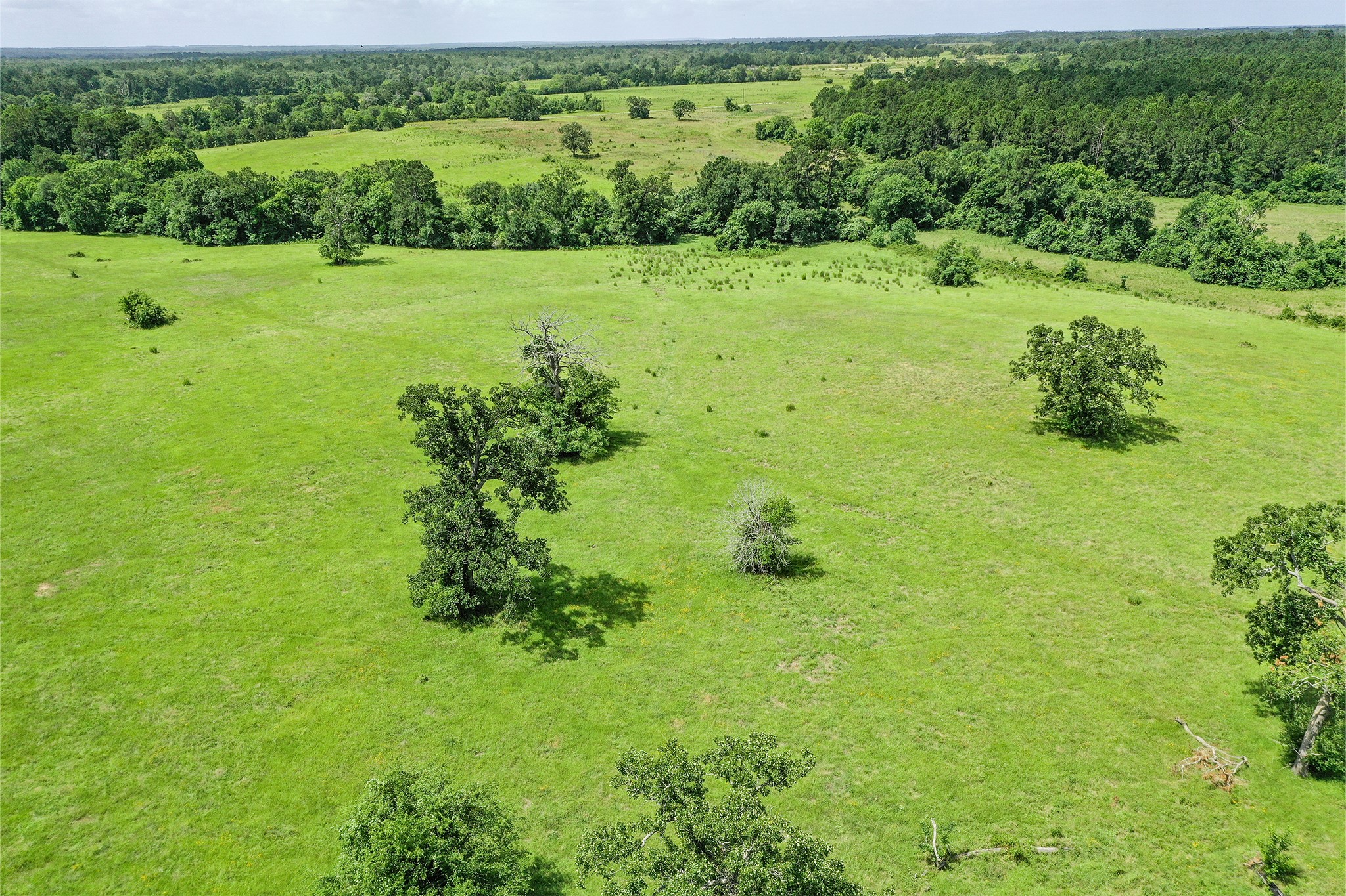 42.5 +/- Acres Jc Walker Loop Property Photo 4