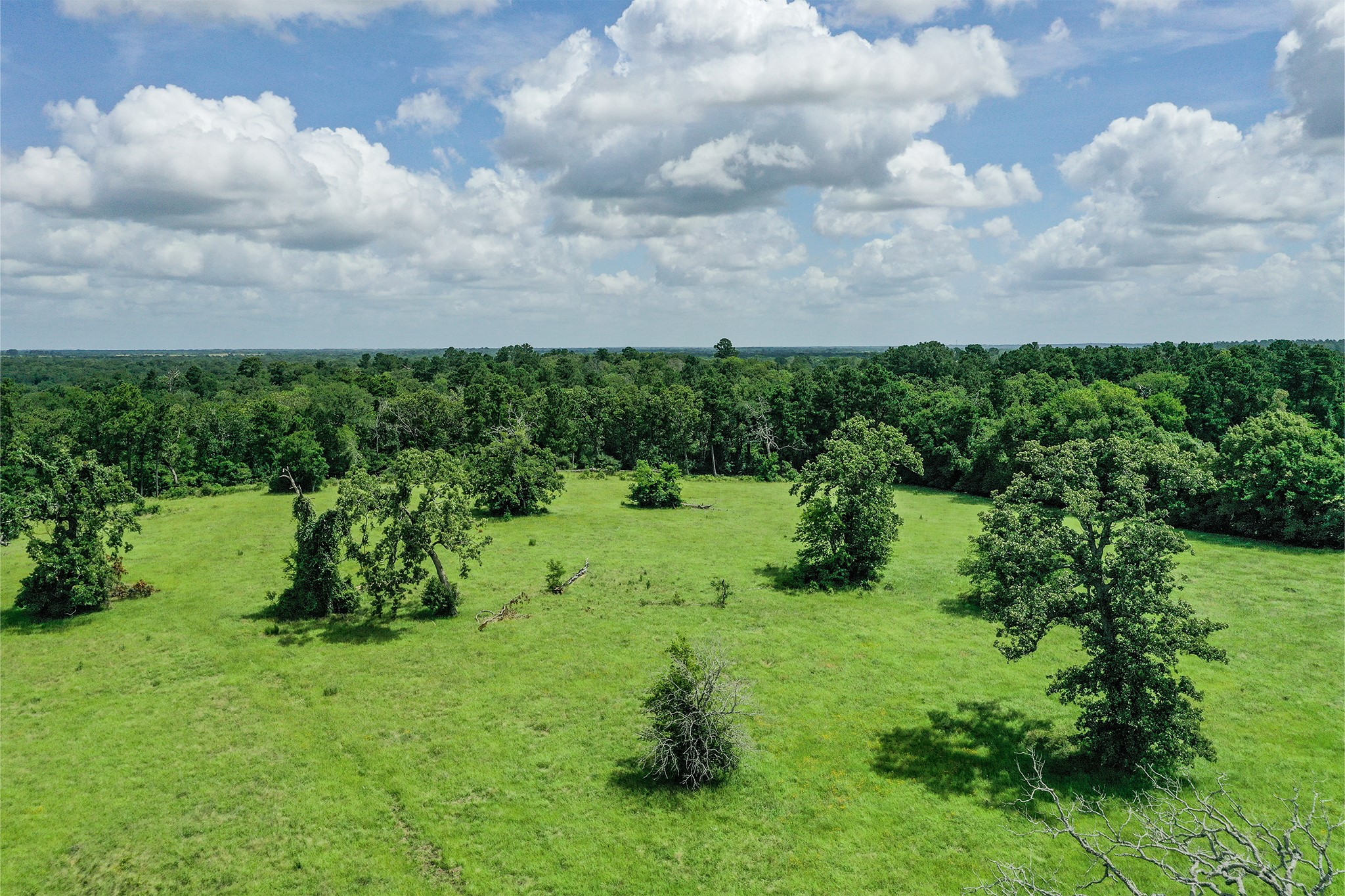 42.5 +/- Acres Jc Walker Loop Property Photo 5