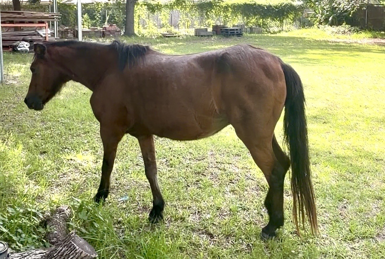 3305 Luella Avenue Property Photo 28
