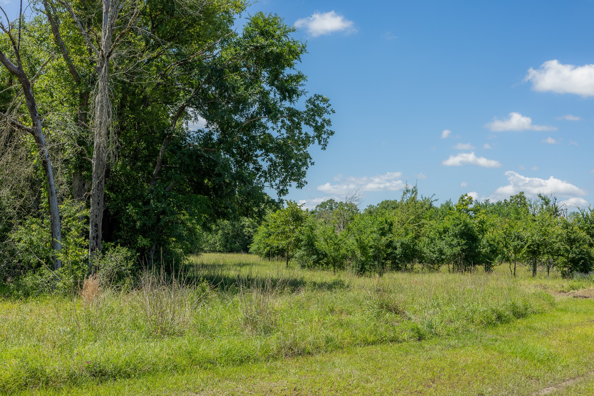 10649 Atakapan Trail Property Photo 4