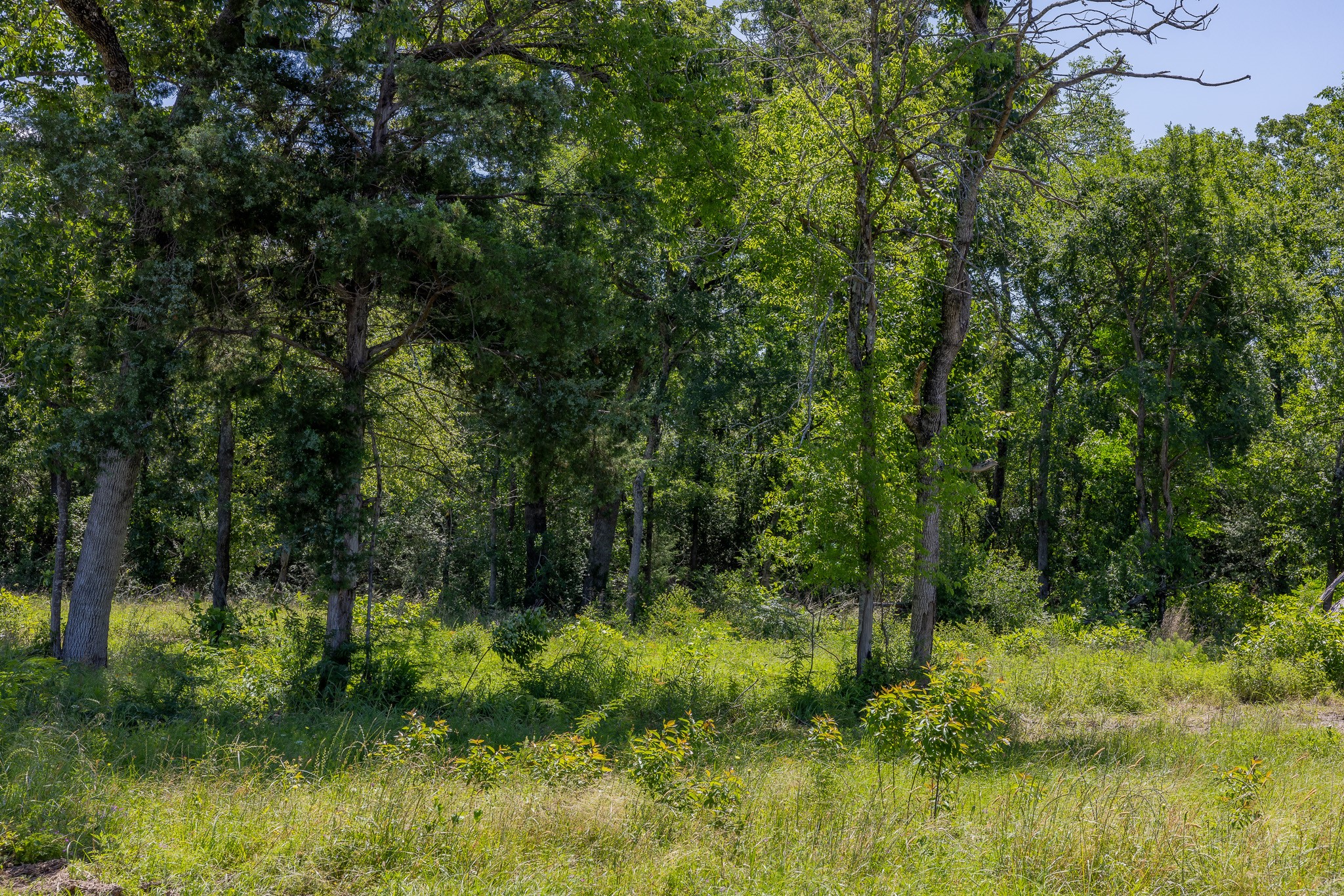10649 Atakapan Trail Property Photo 5