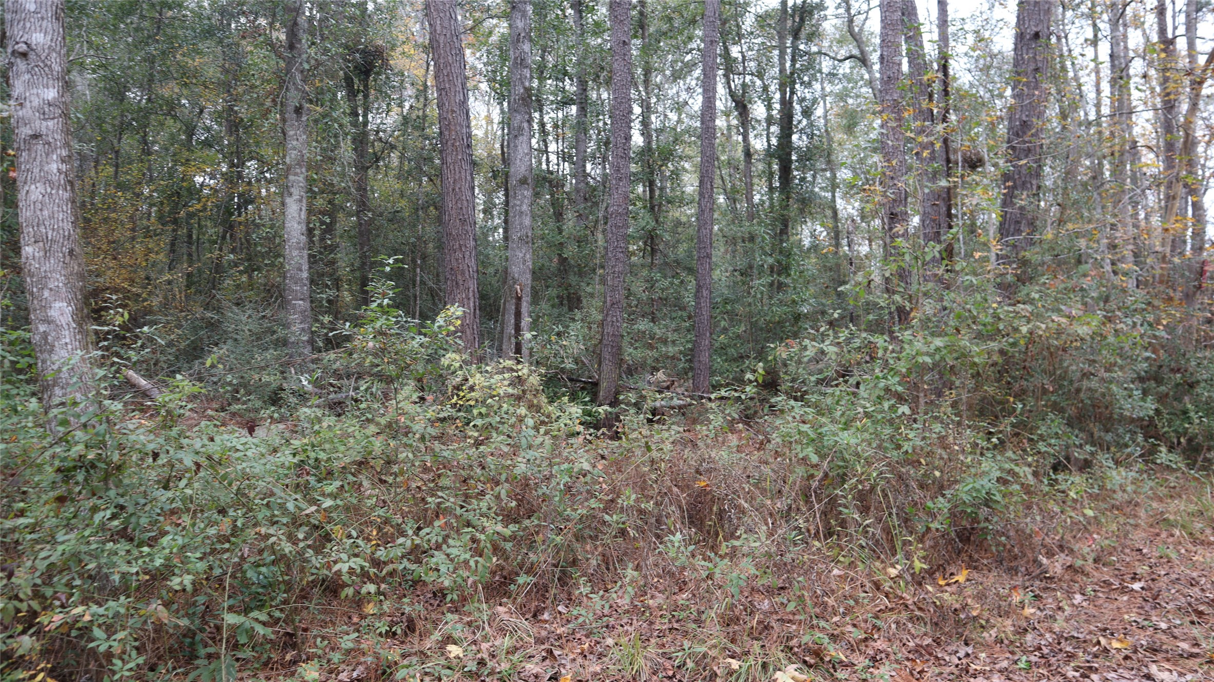 0 E Mourning Dove Property Photo 5