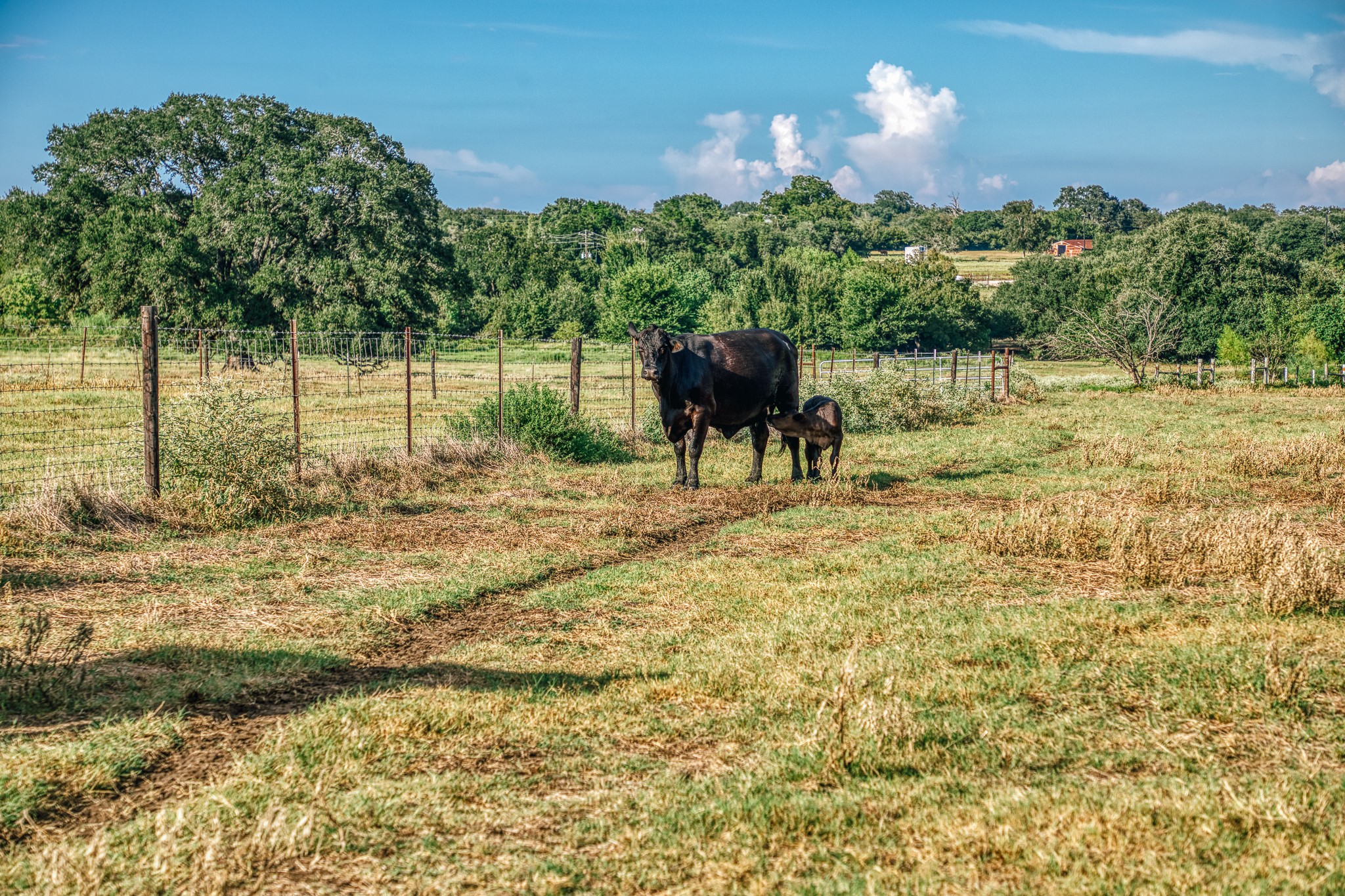 9102 Fm 2621 Property Photo 44