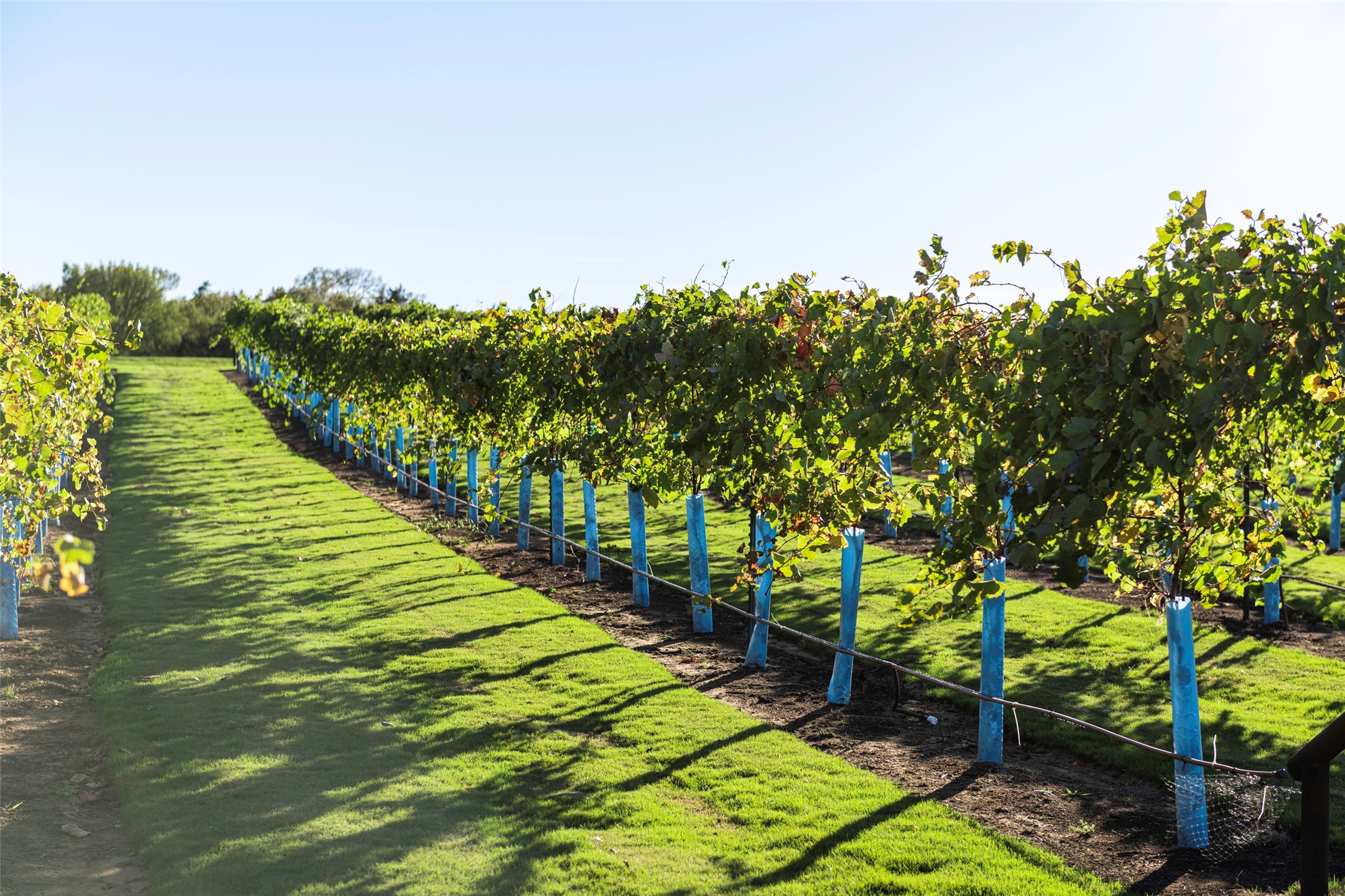 14607 Cedar Elm Court Property Photo 6