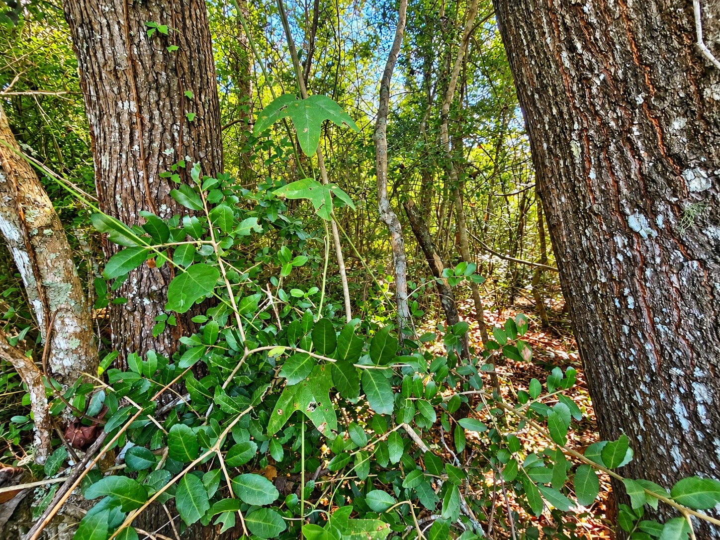 00 Shraderville Road Property Photo 32