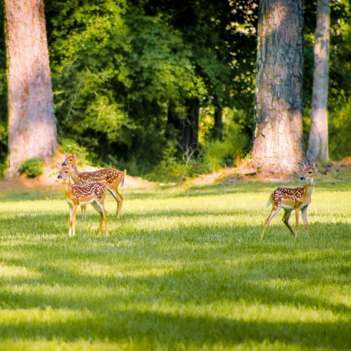 Tbd Green Valley Trail Property Photo 16