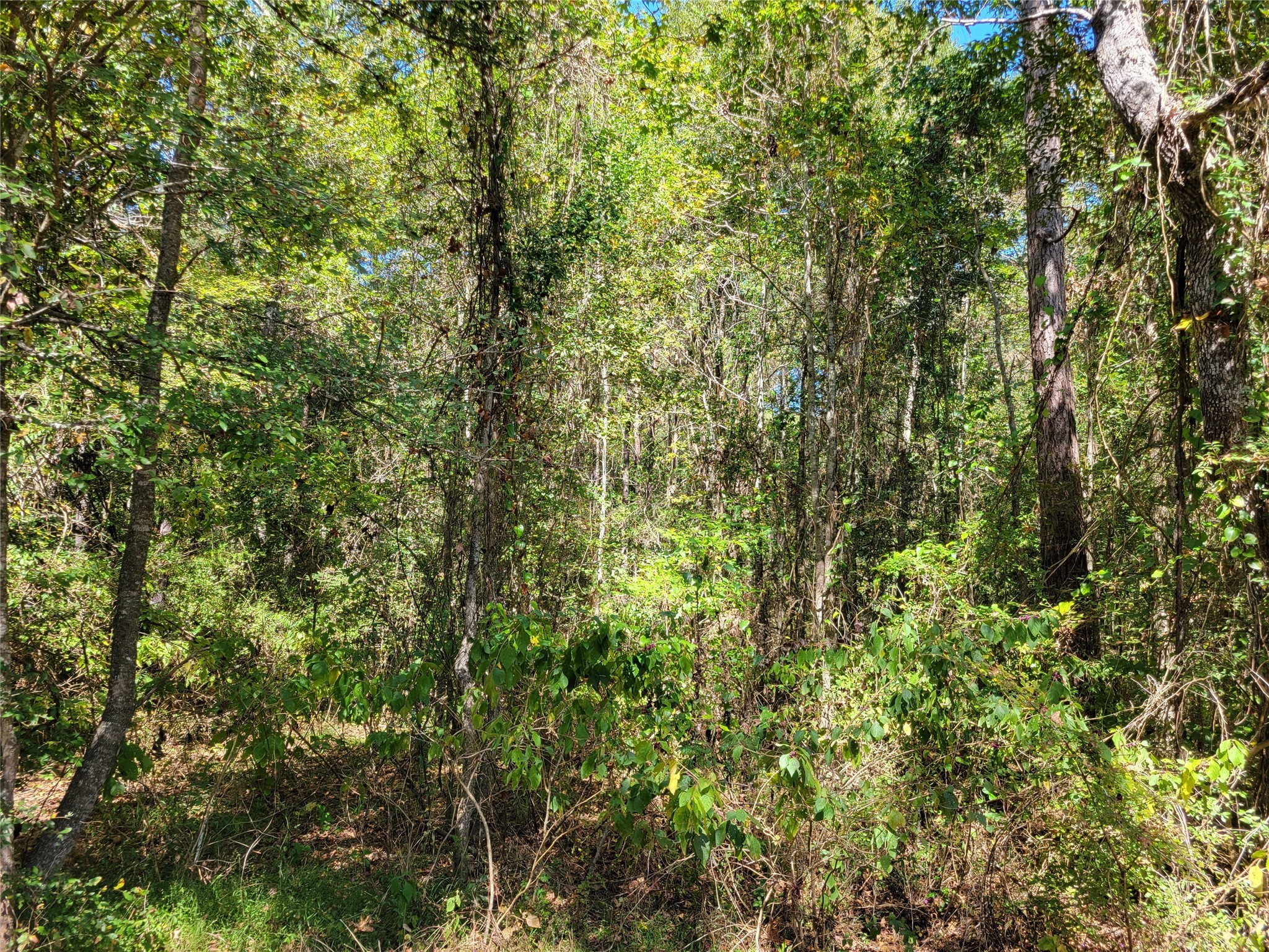 566 Fm 2296 Road Property Photo 12