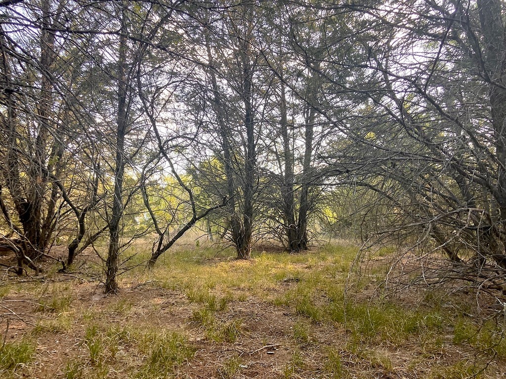 17 Acres - 000 Grassyville Rd Property Photo 4