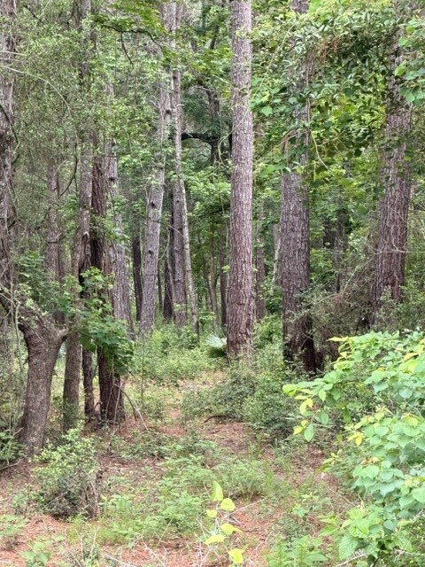 Tbd Texas Grand Road Property Photo 3