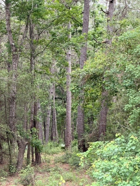 Tbd Texas Grand Road Property Photo 4