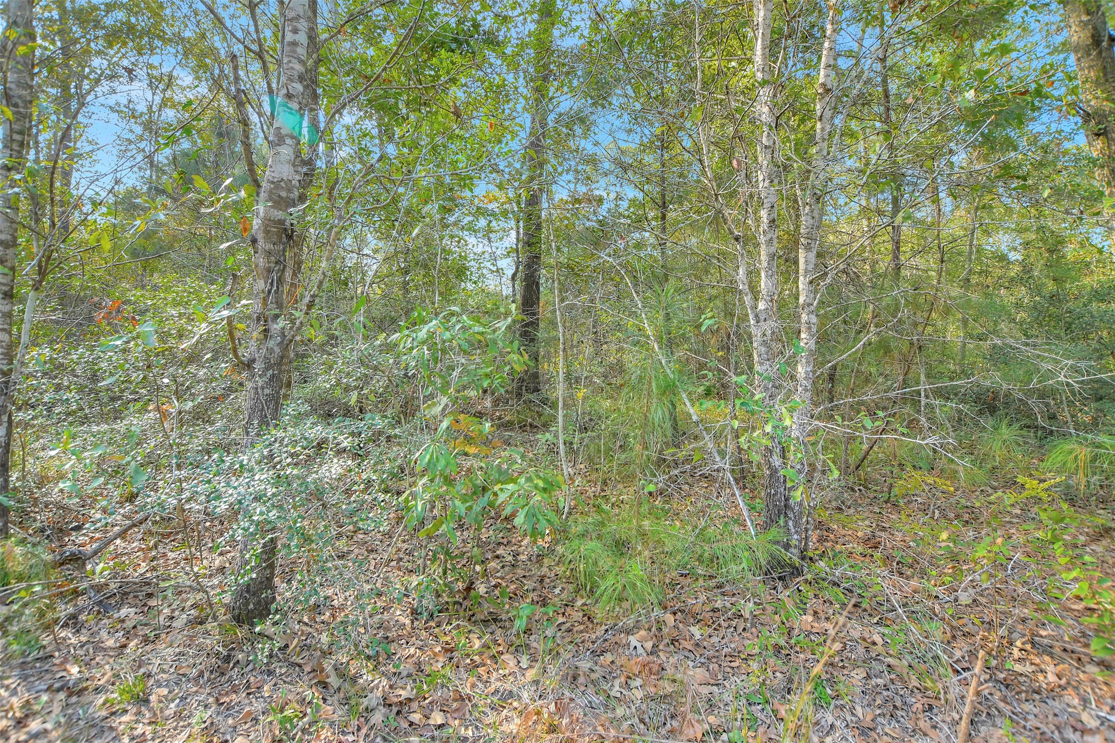 100 Virginia Creek Property Photo 2