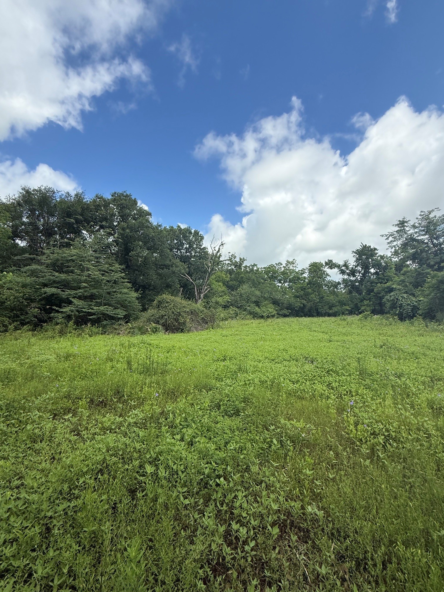 0 County Road 496 Property Photo 6