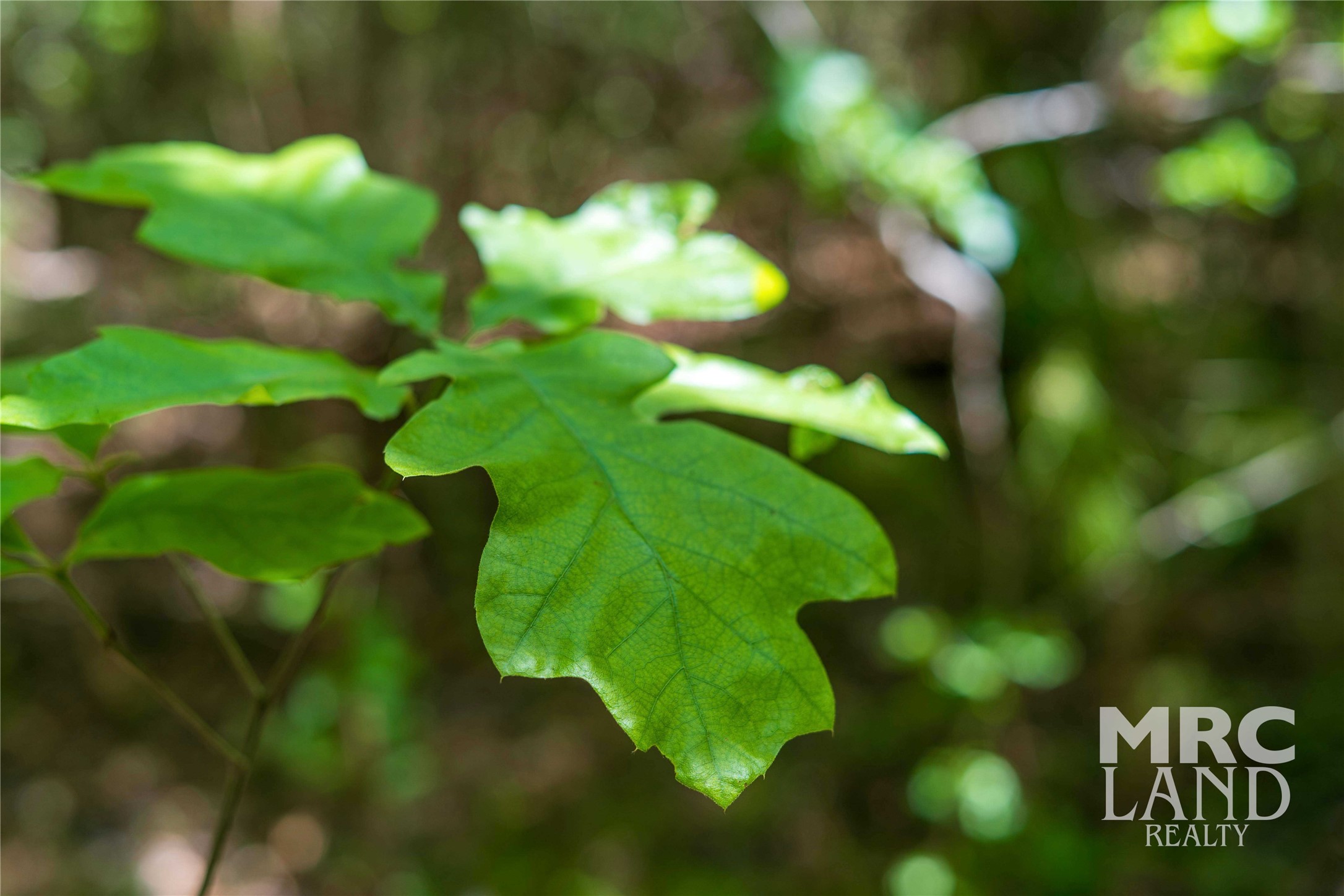 00 Linn Flat Road Property Photo 9