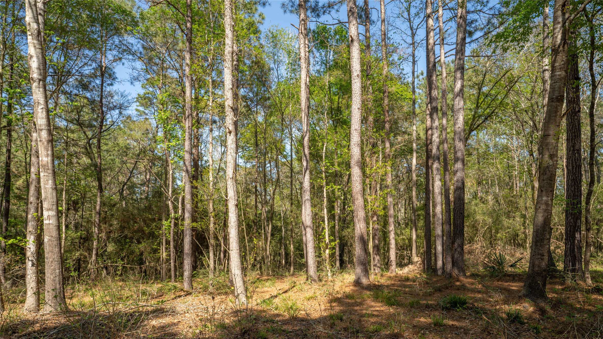 000 Bighorn Road Property Photo 11