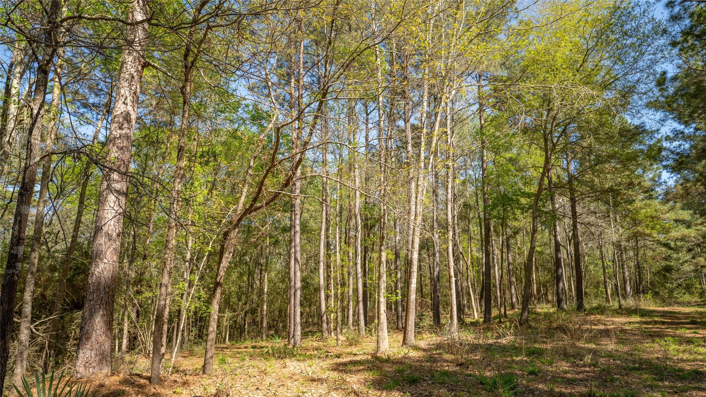 000 Bighorn Road Property Photo 19