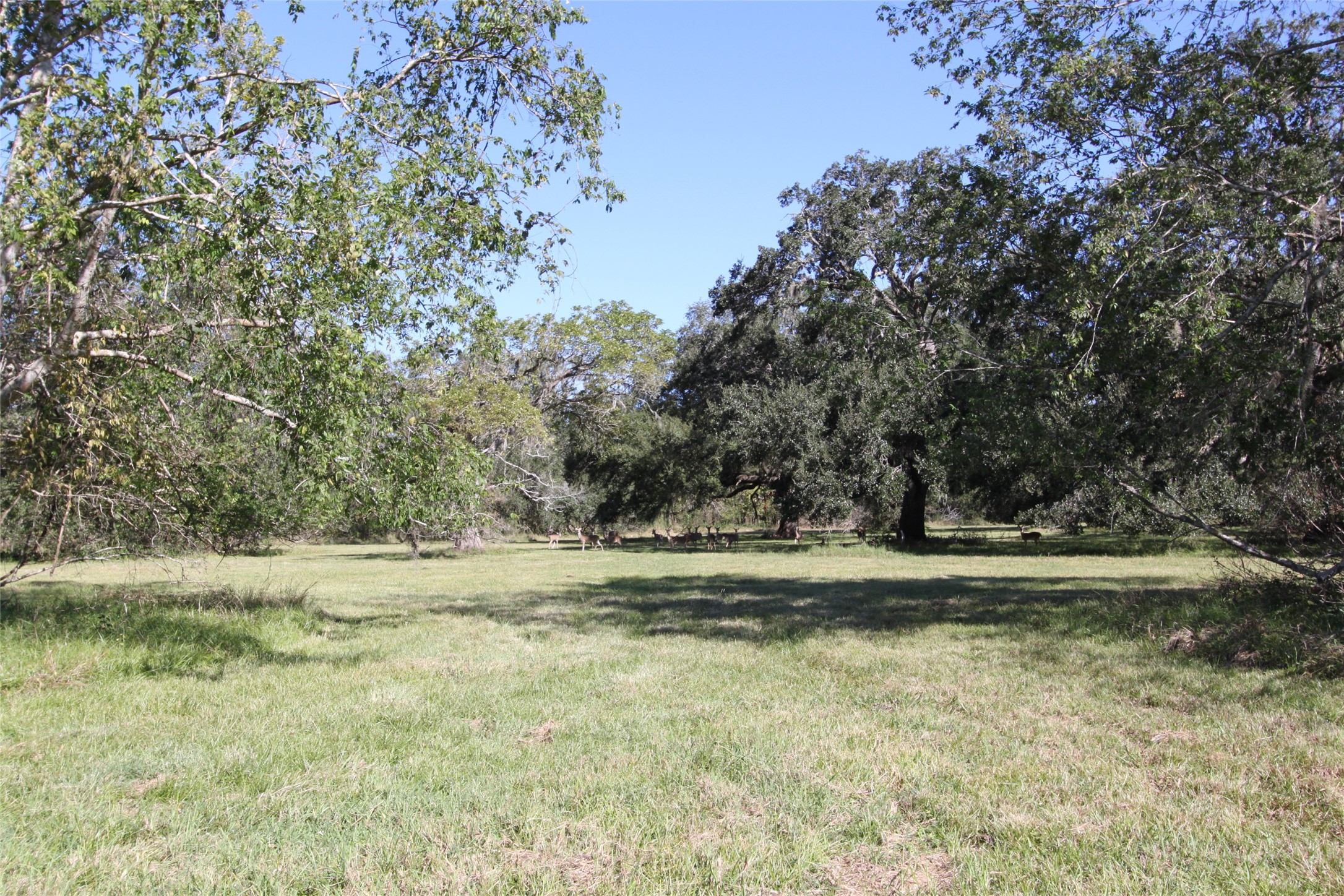 381 Horse Shoe Trail Property Photo 9