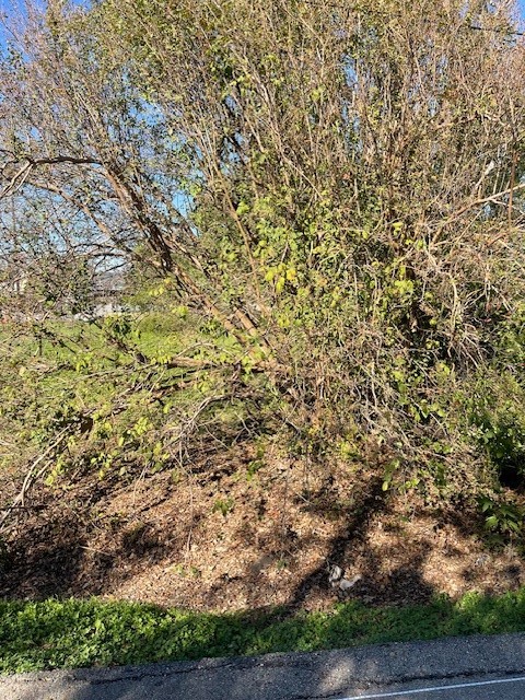 0 Cartersville Street Property Photo 12