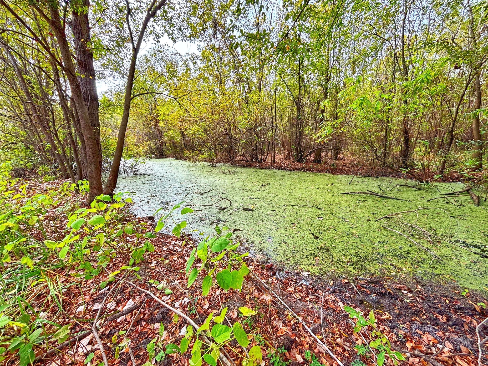 Tbd Cr 155 Property Photo 7