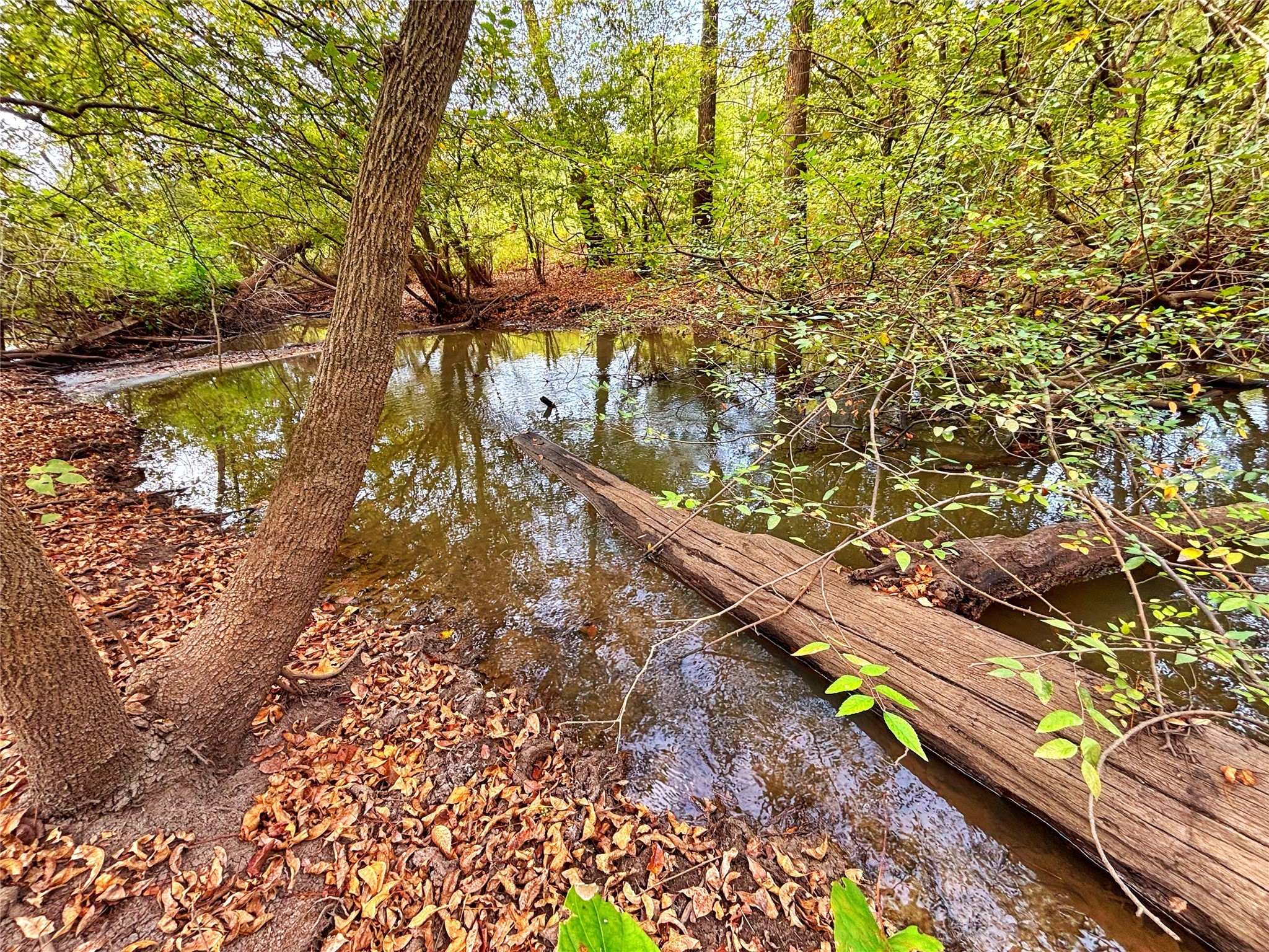 Tbd Cr 155 Property Photo 9
