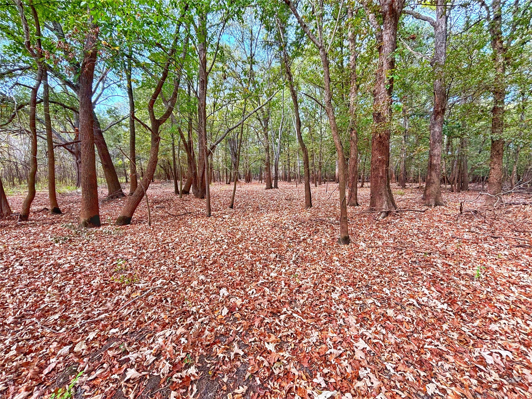 Tbd Cr 155 Property Photo 12