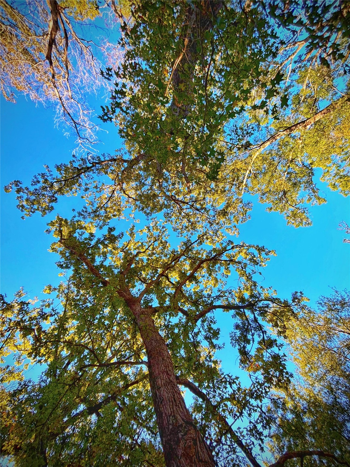 Tbd Cr 155 Property Photo 20