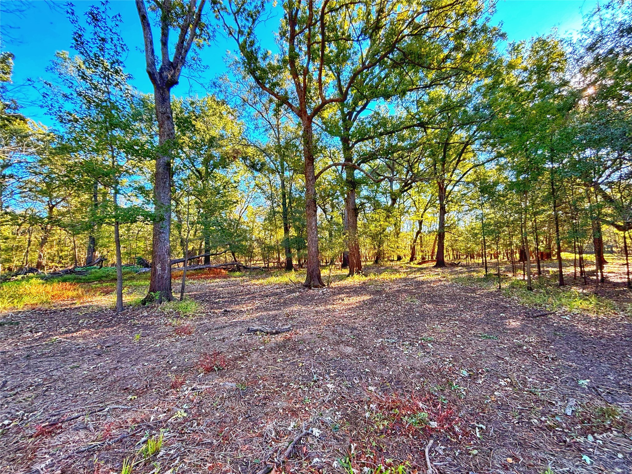 Tbd Cr 155 Property Photo 21