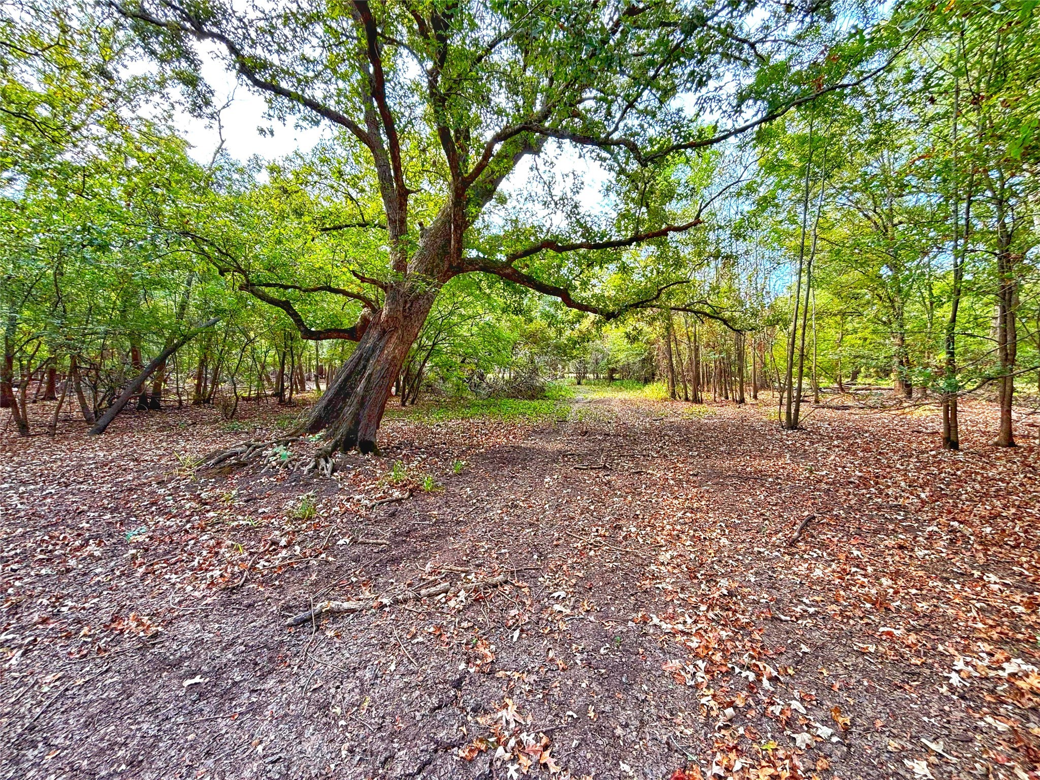 Tbd Cr 155 Property Photo 25