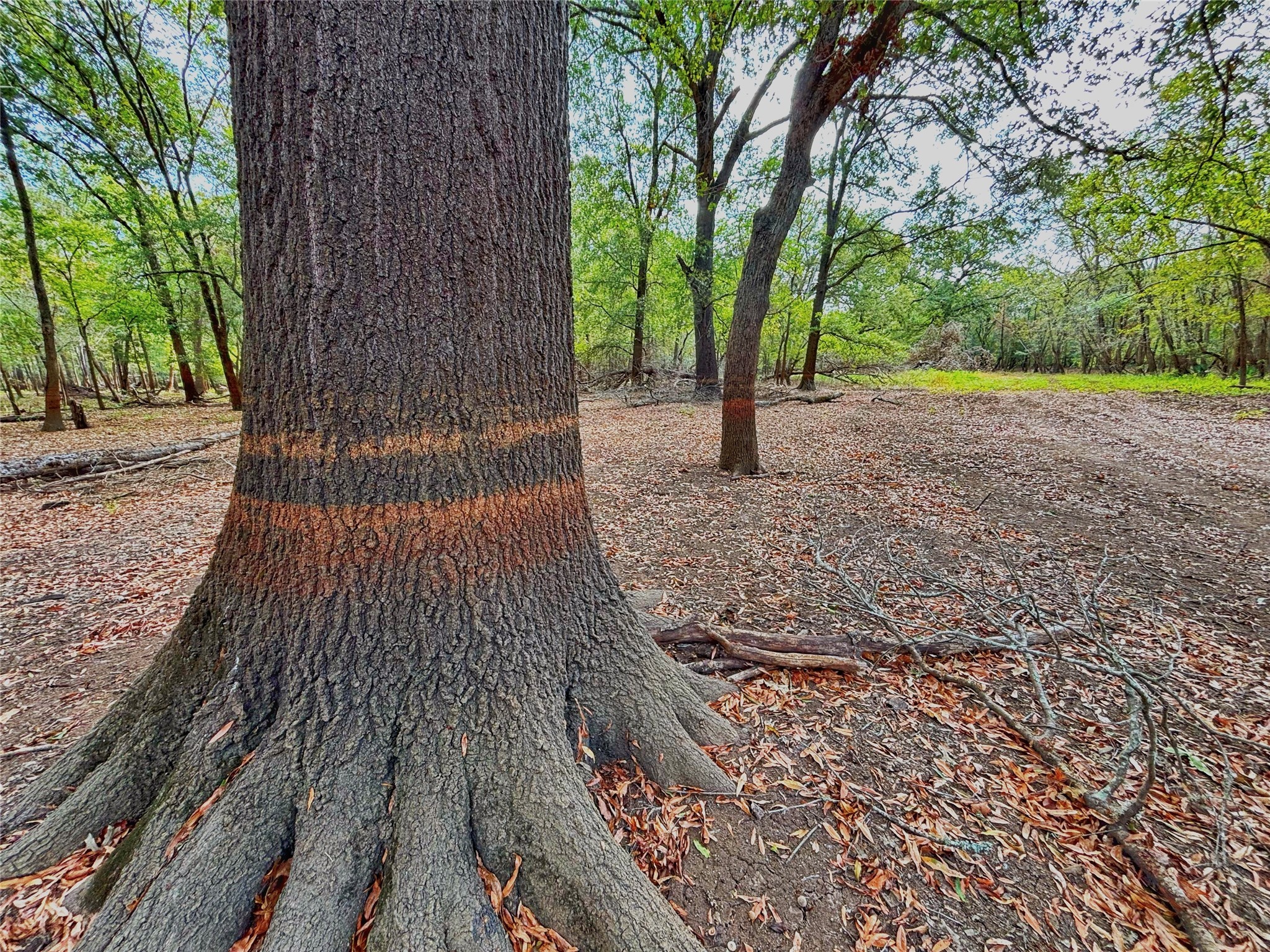 Tbd Cr 155 Property Photo 28