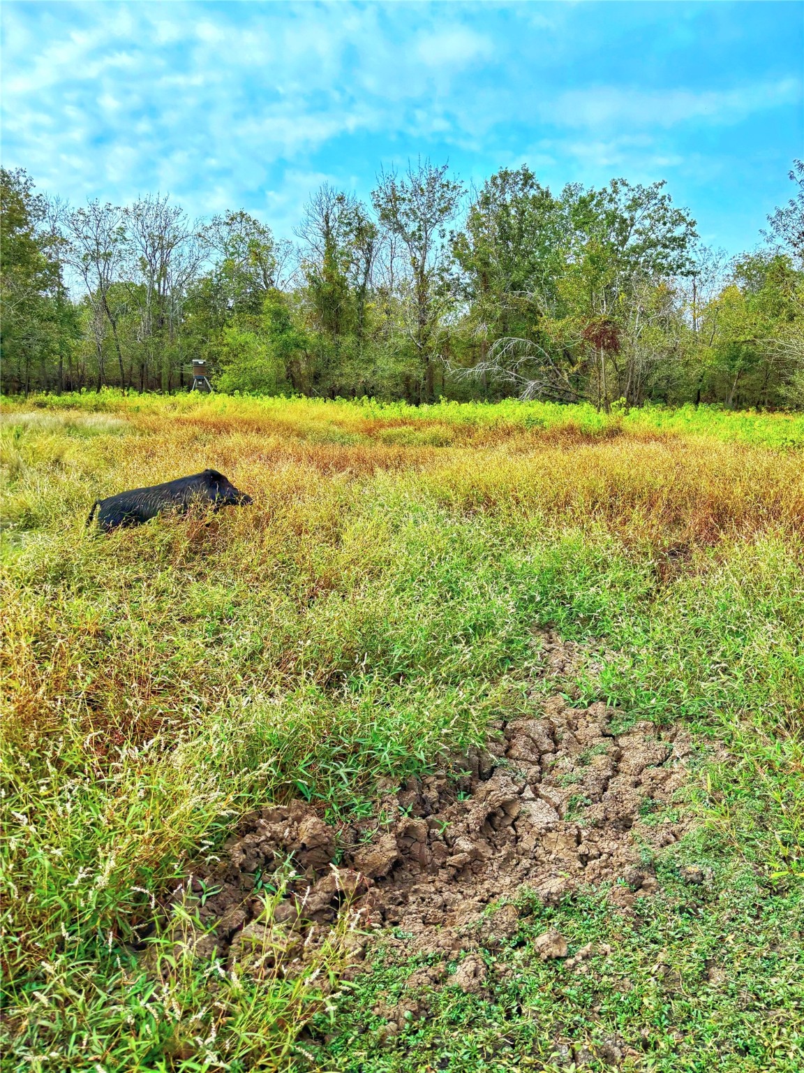 Tbd Cr 155 Property Photo 31