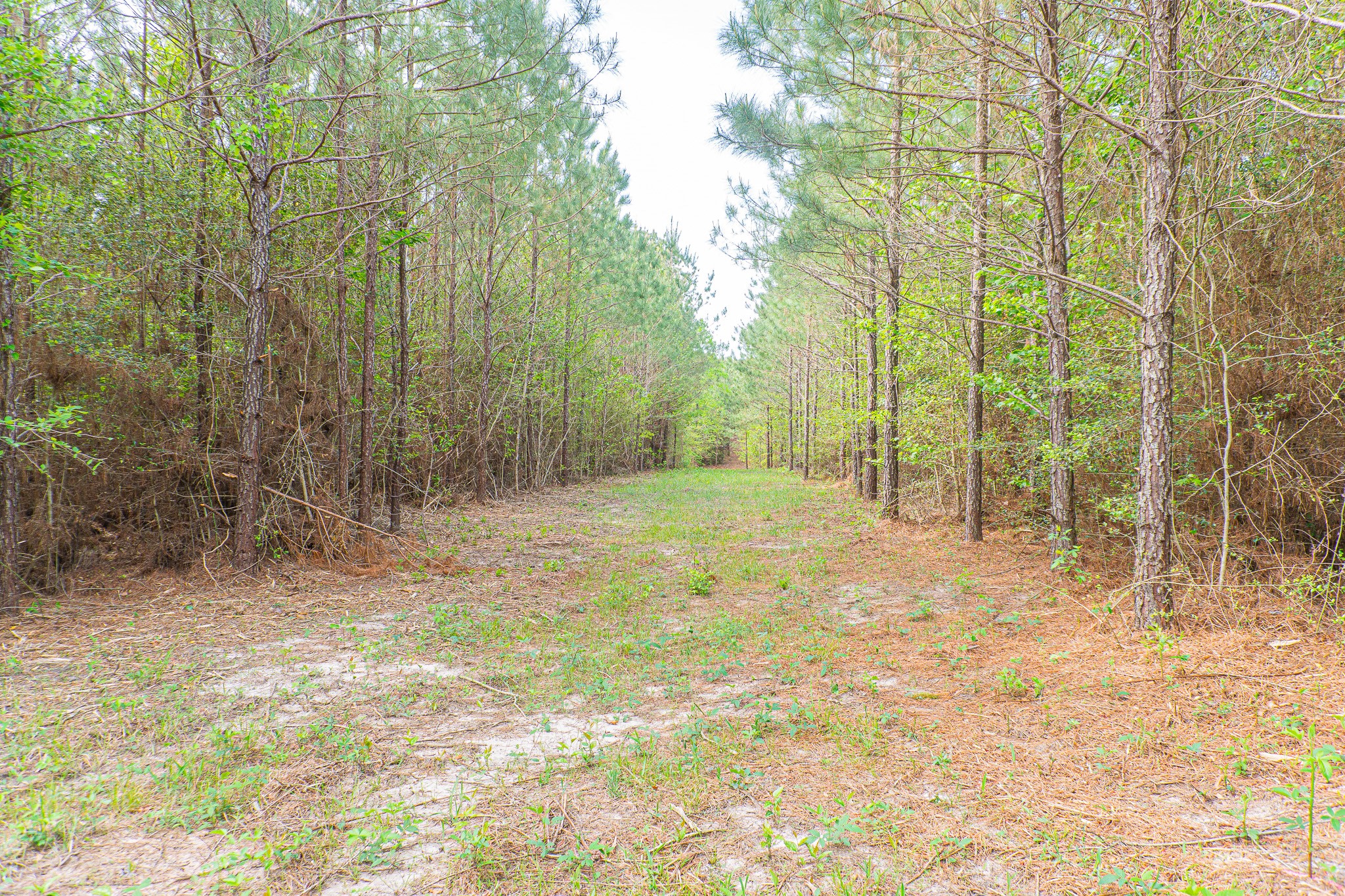 Id 25417 Lot 29 Fm 705 Property Photo 6
