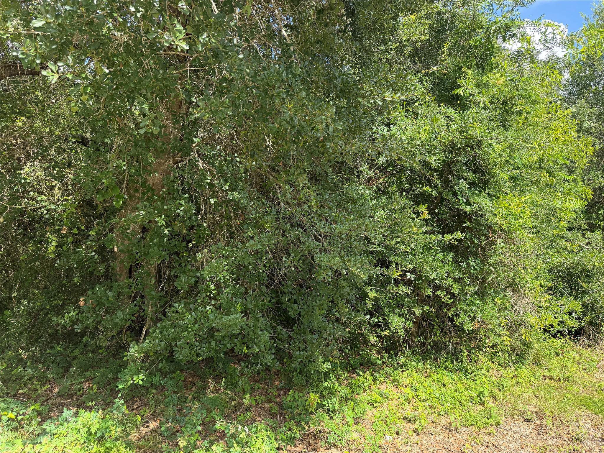Lot 529 Grand Oak Street, Palacios Tx 77465 Property Photo 4