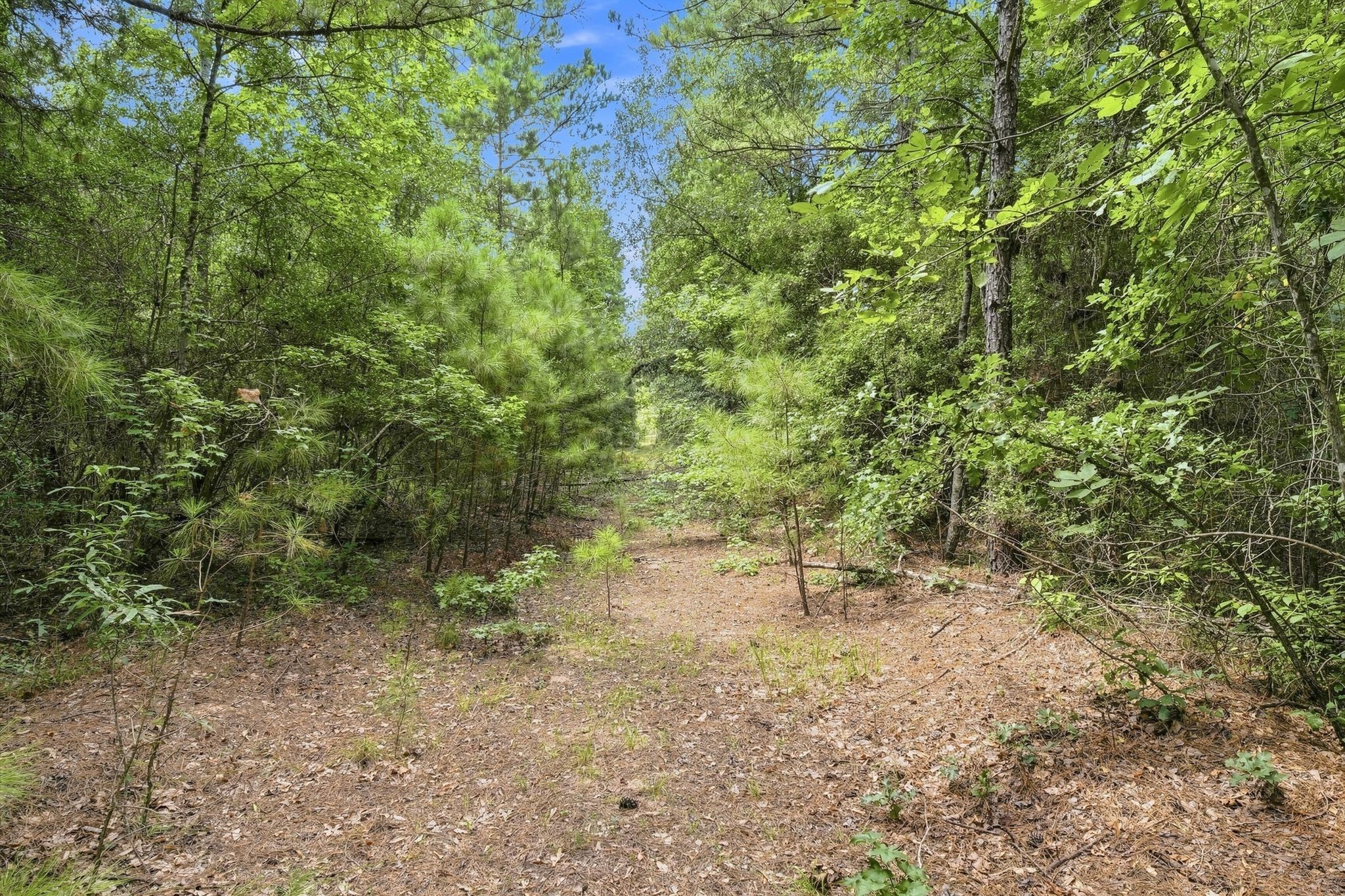 26063 Crown Ranch Boulevard Property Photo 7