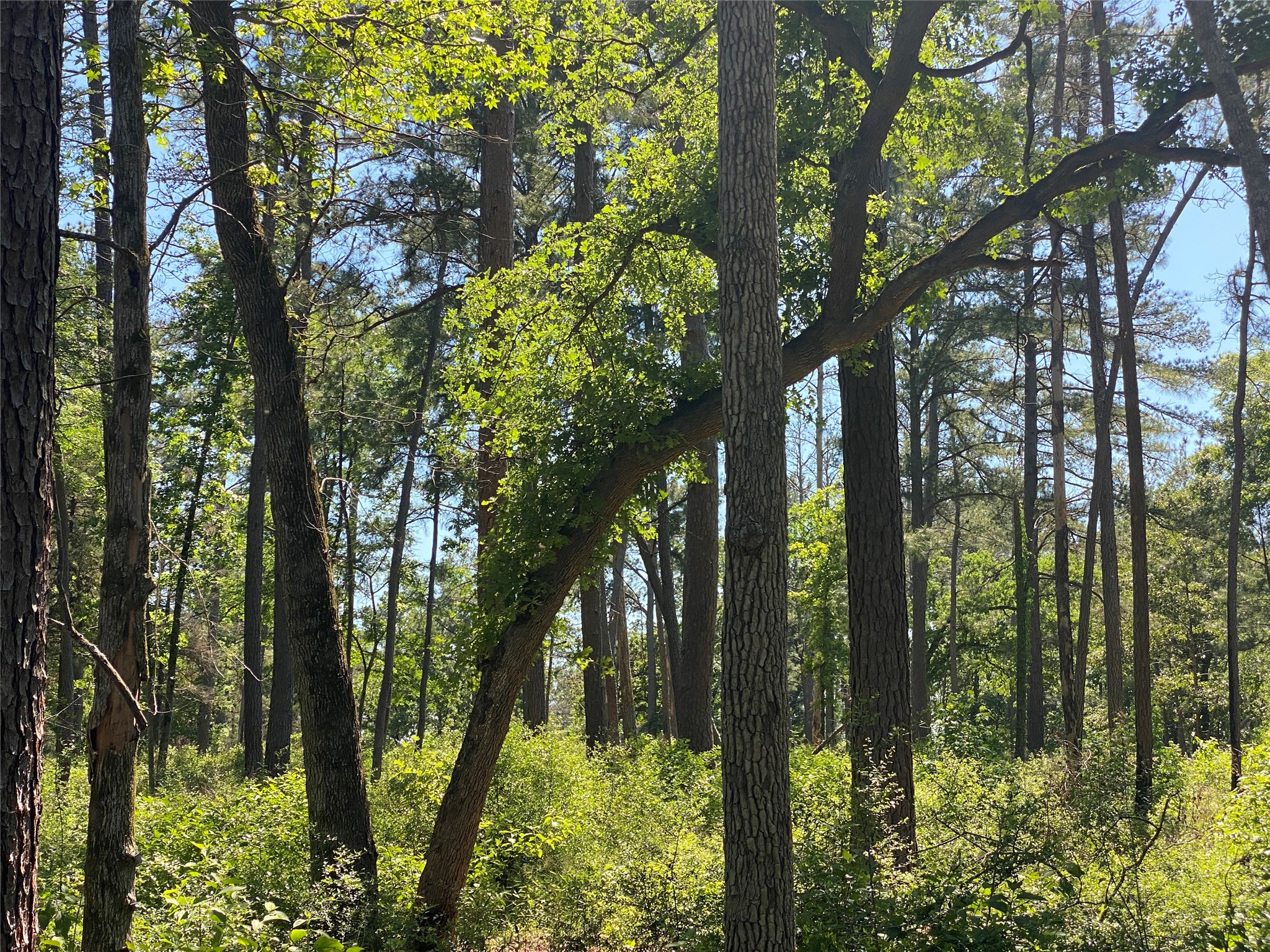 Lot 22 Pr 1313 Property Photo 28