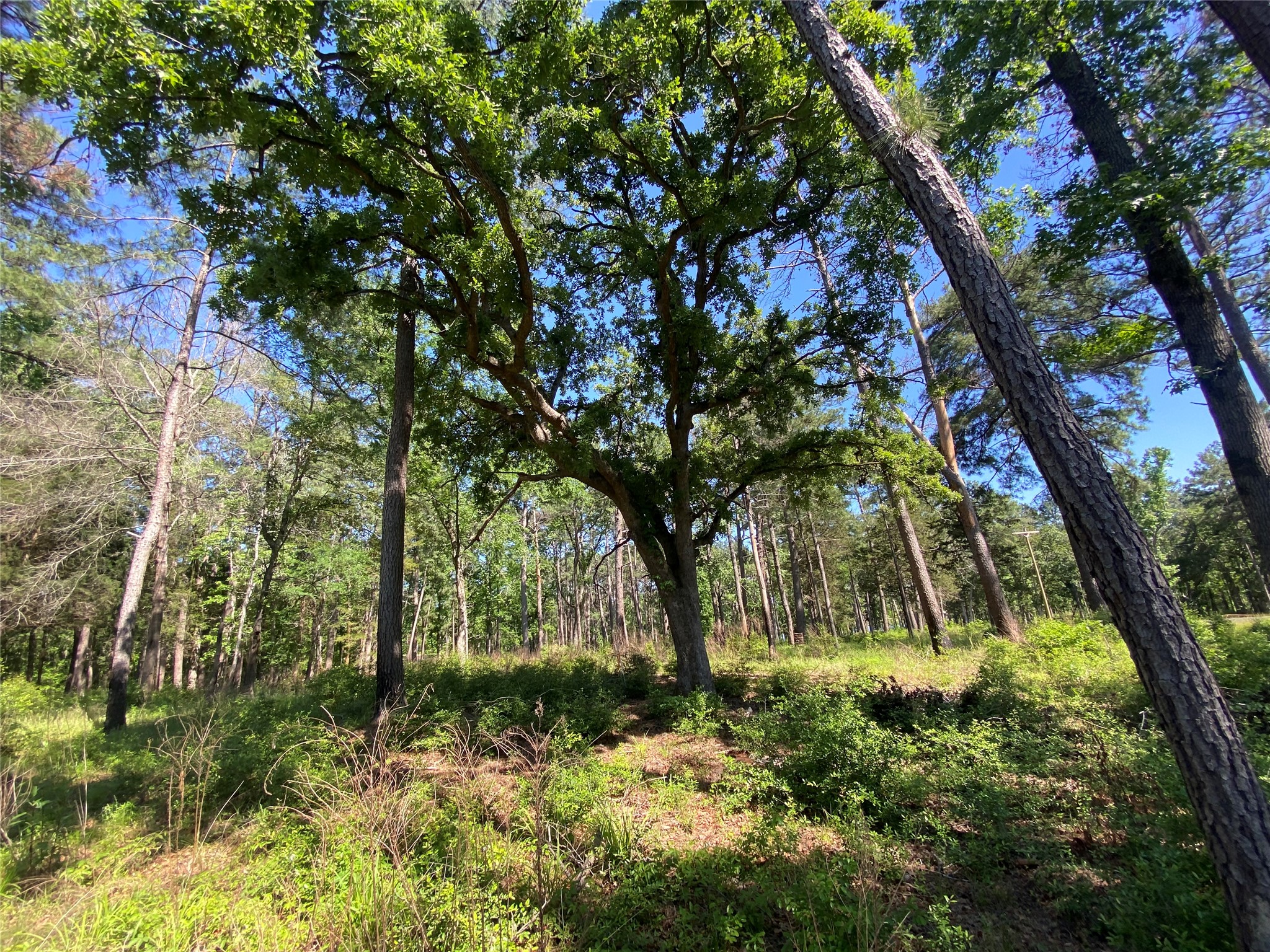 Lot 22 Pr 1313 Property Photo 36