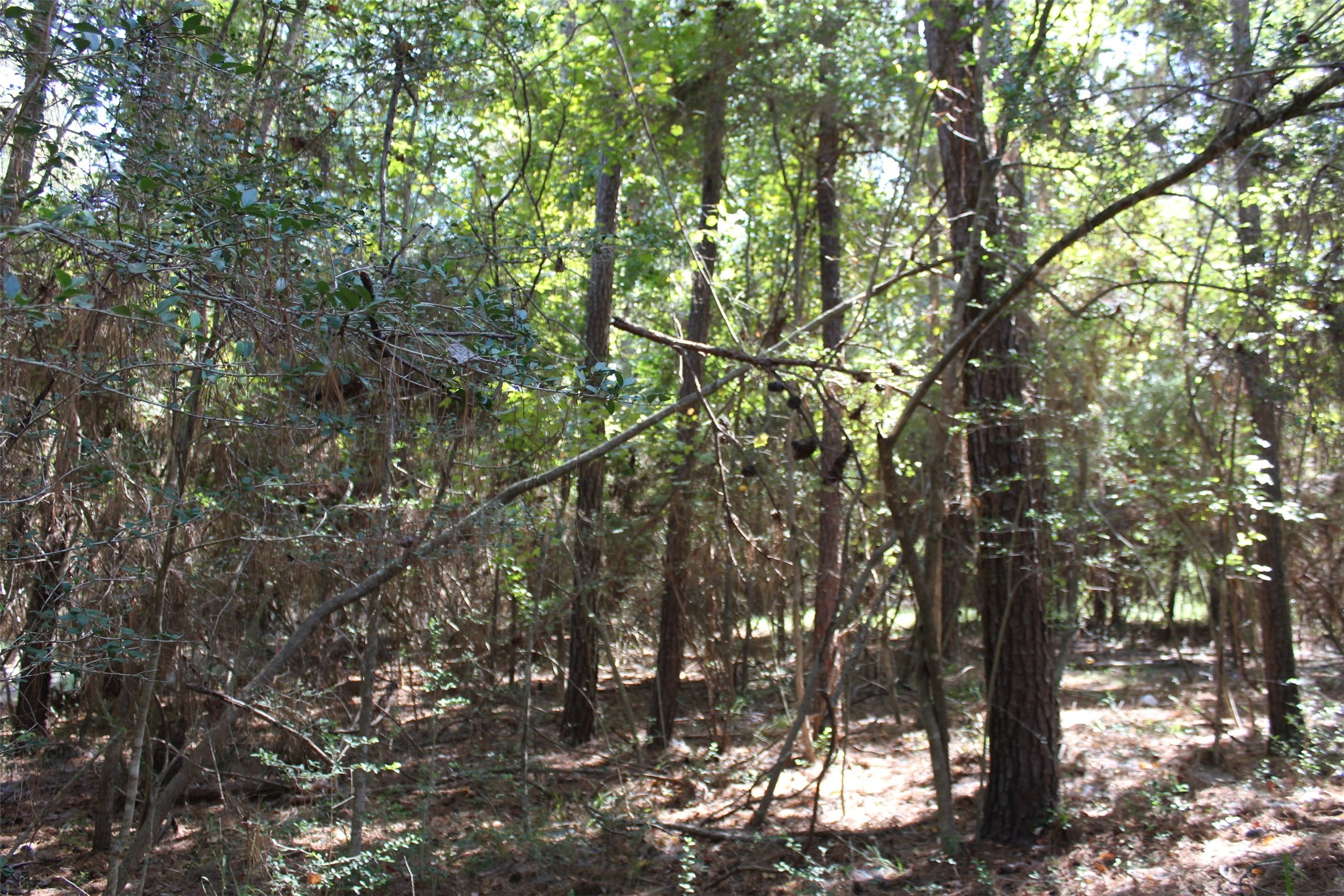 Tbd 0magnolia Property Photo 1
