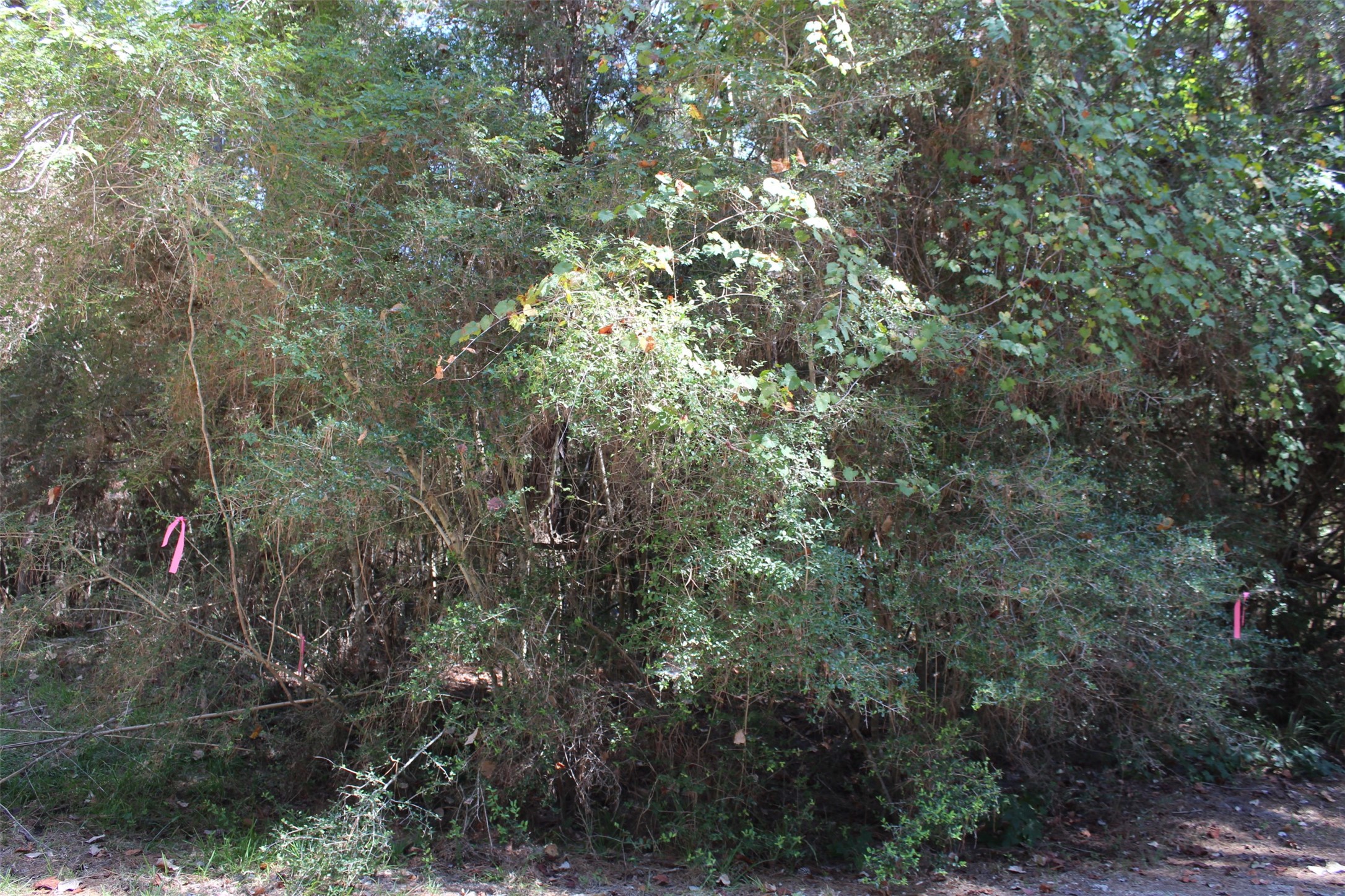 Tbd 0magnolia Property Photo 2