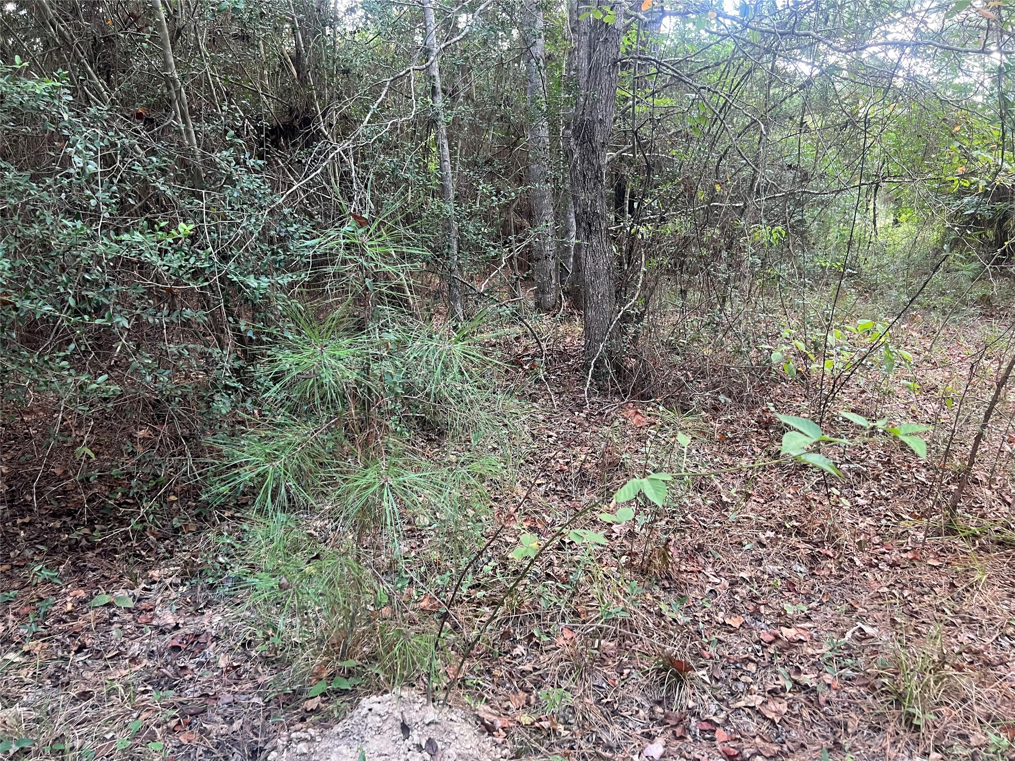 7926 E Fm 942 Property Photo 16