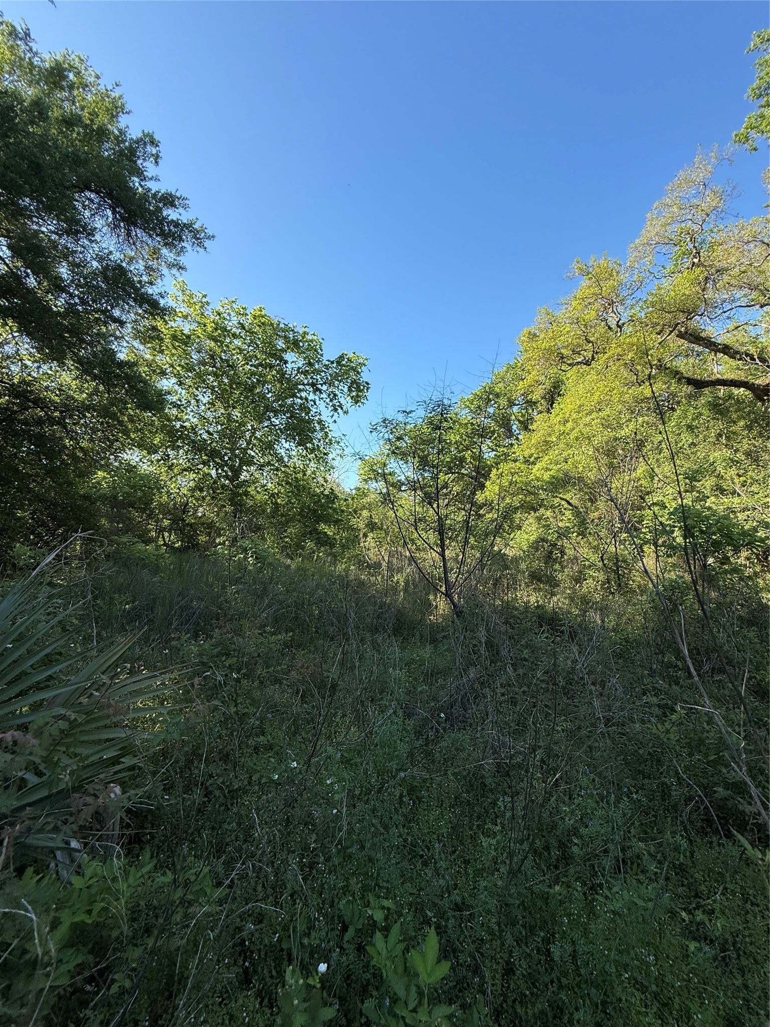 25 Acres Ramblewood Road Property Photo 4