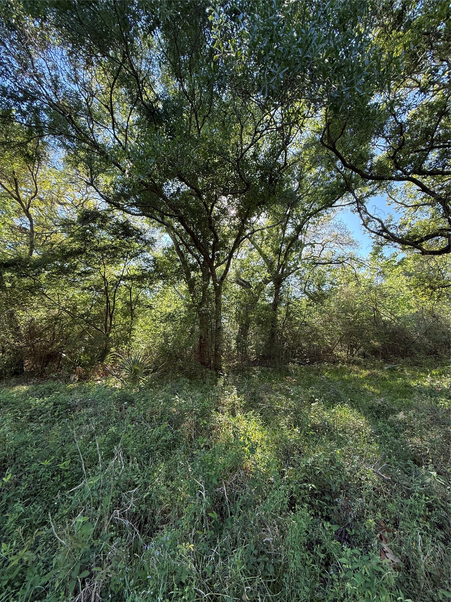 25 Acres Ramblewood Road Property Photo 5